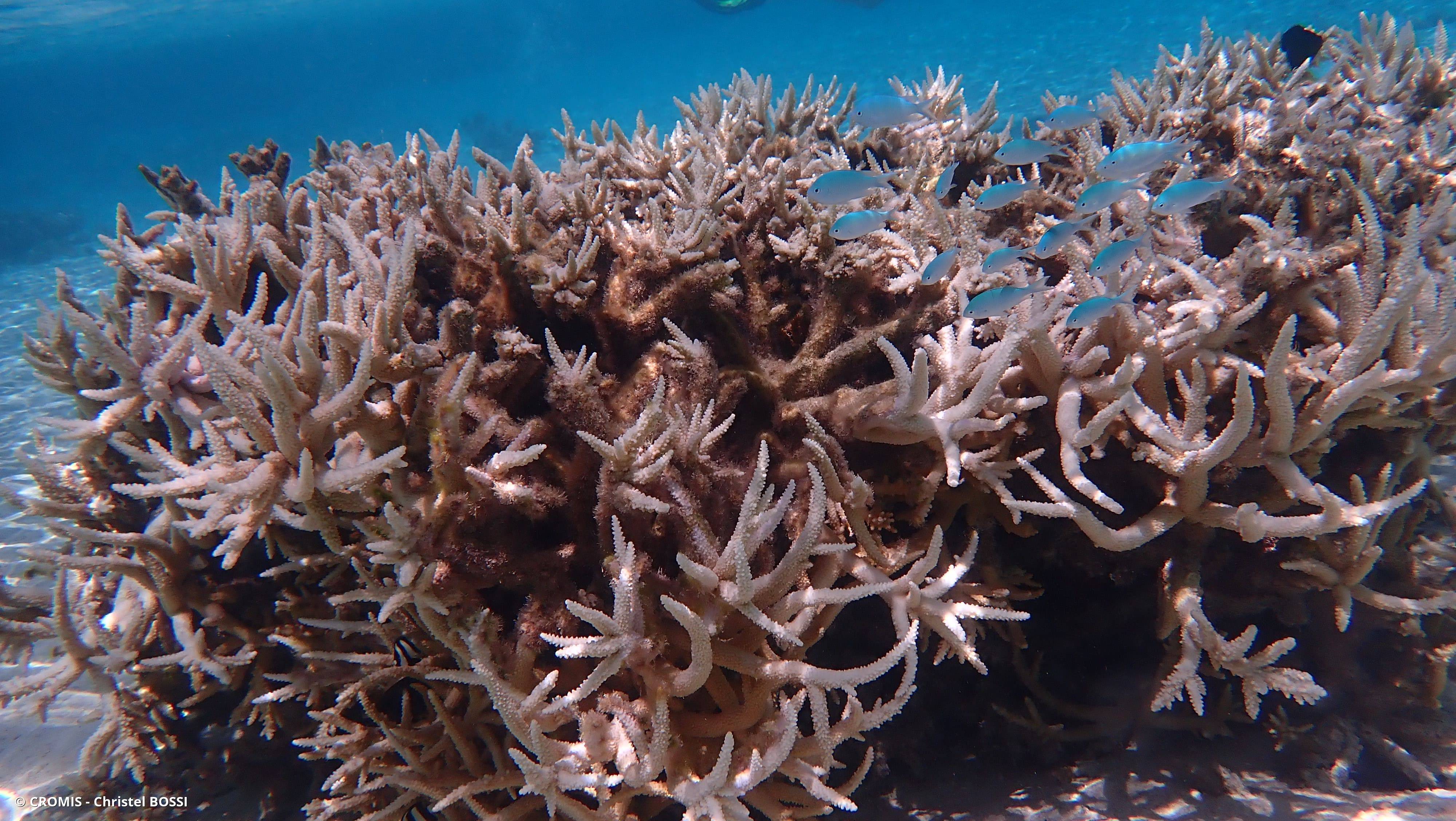 Corail corne de cerf