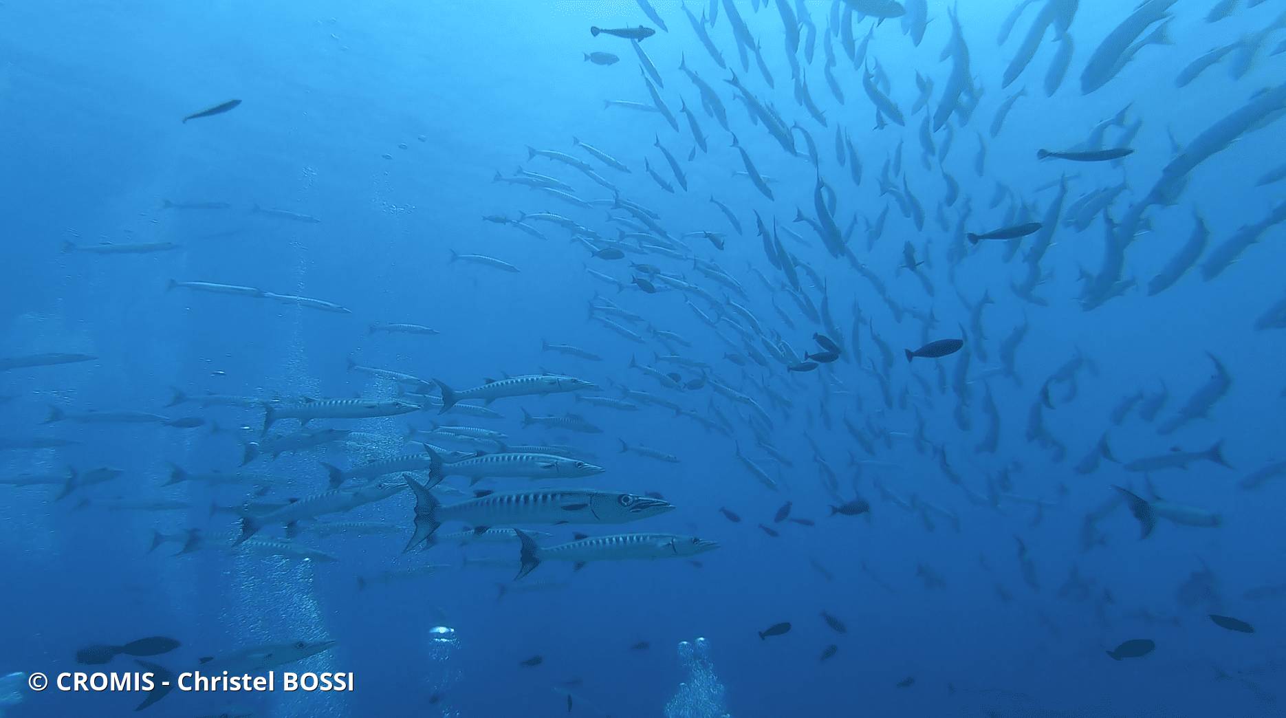 Barracuda à nageoires noires