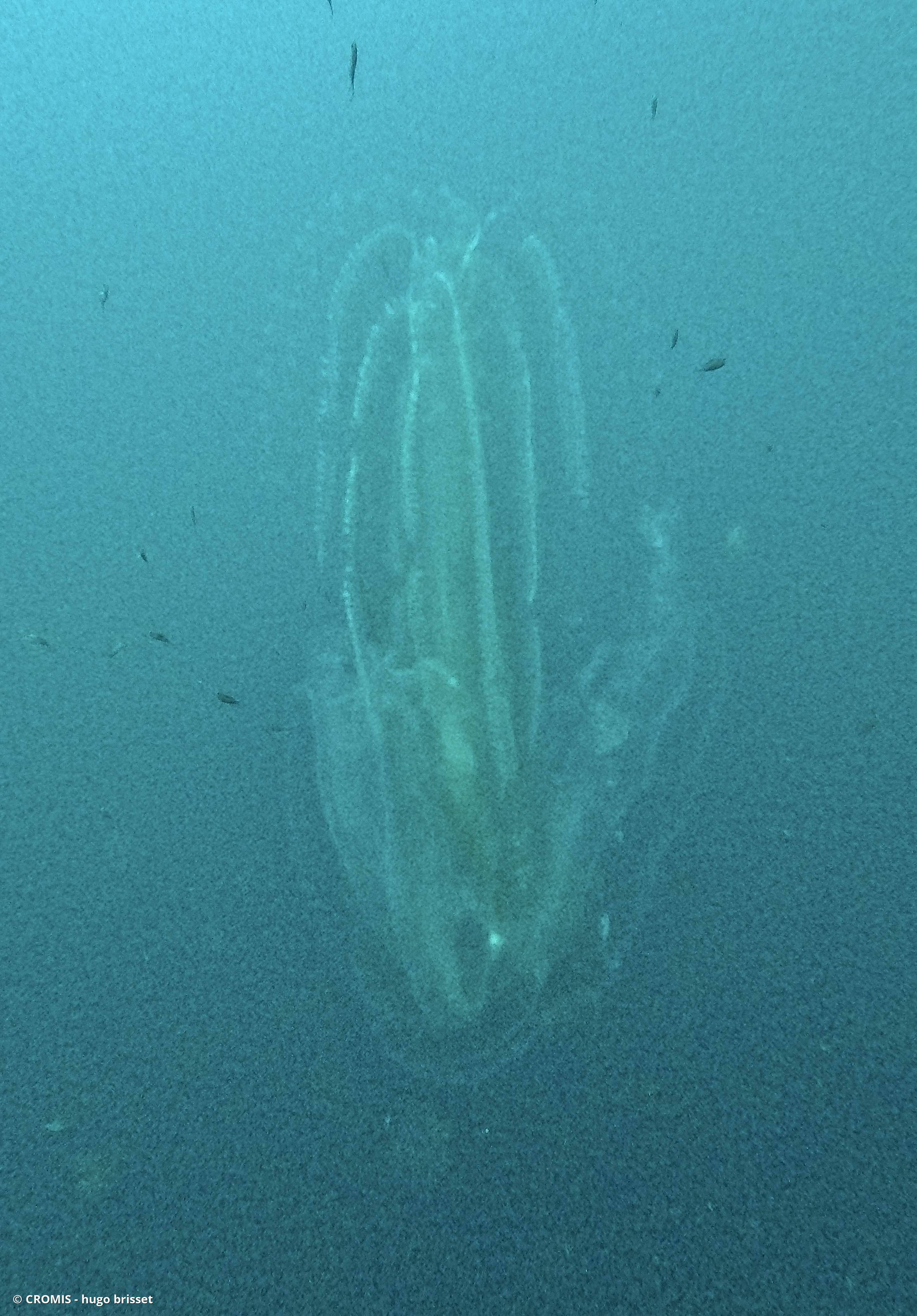 Leucothéa