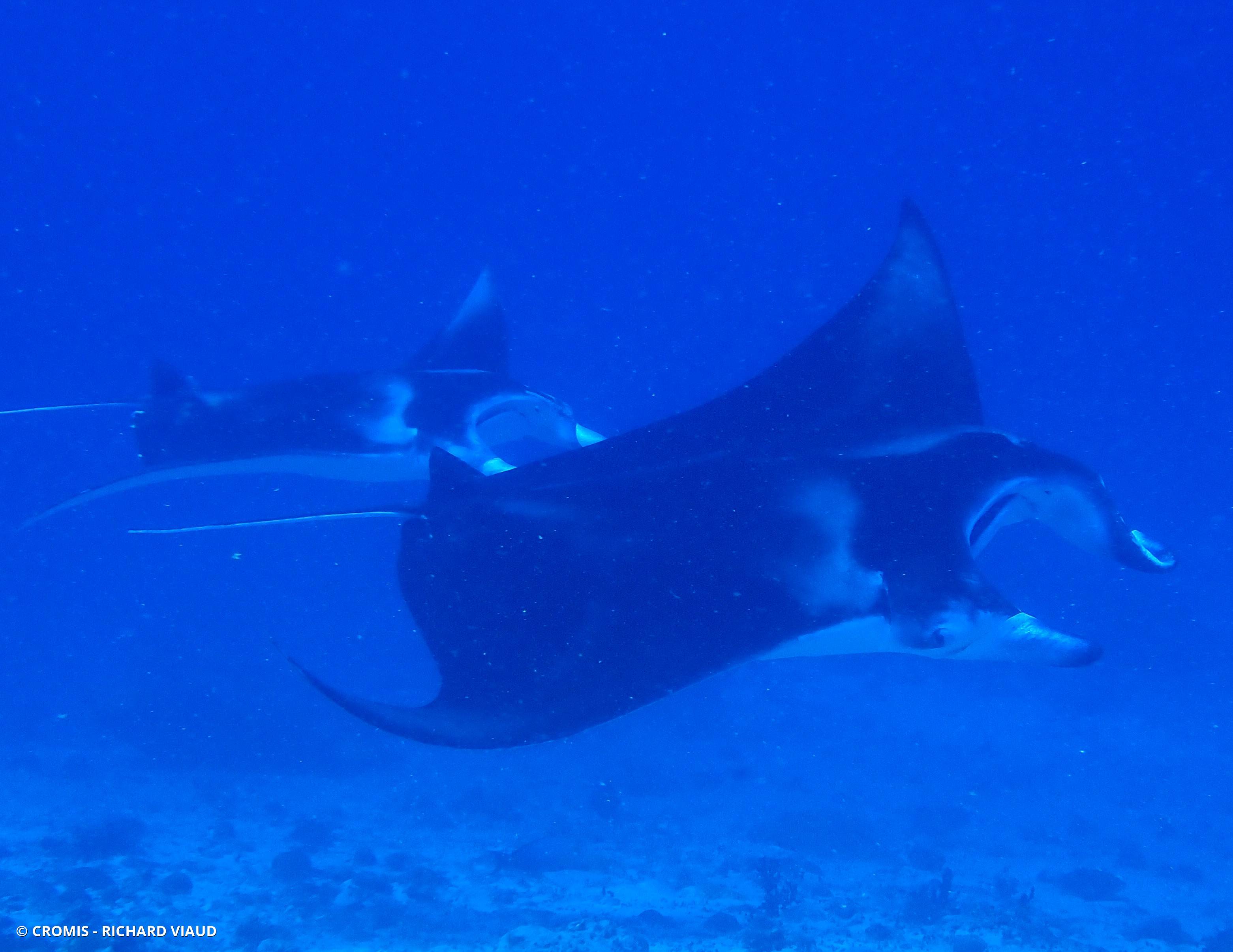 Manta des récifs