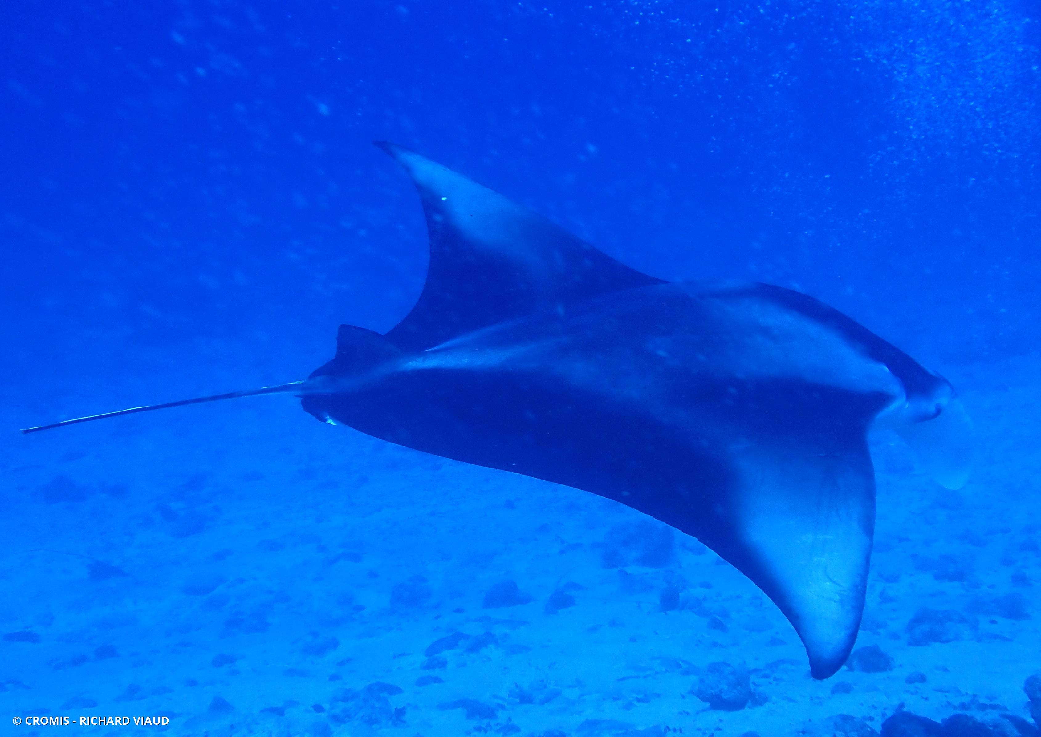 Manta des récifs