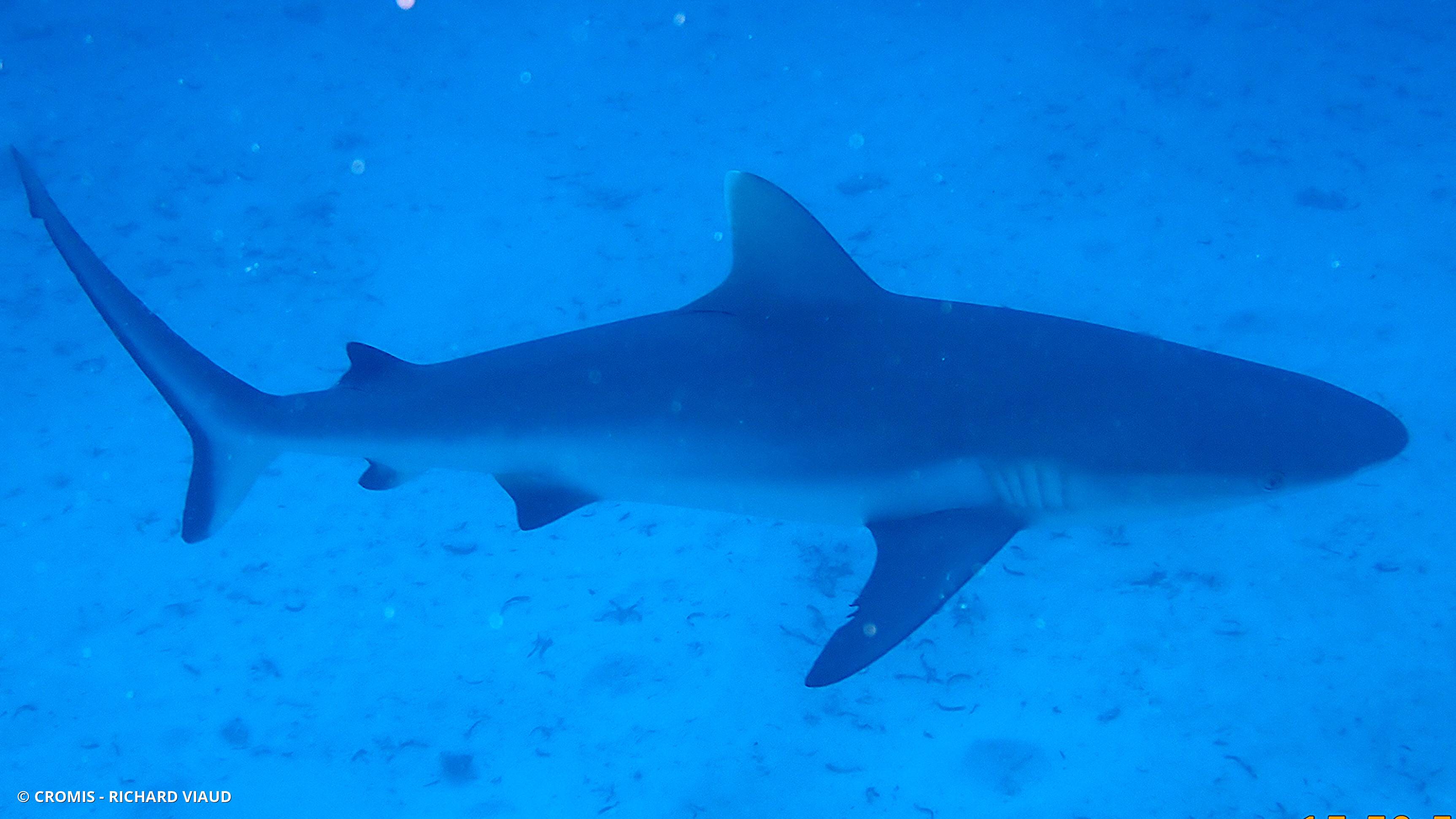 Requin gris de récif