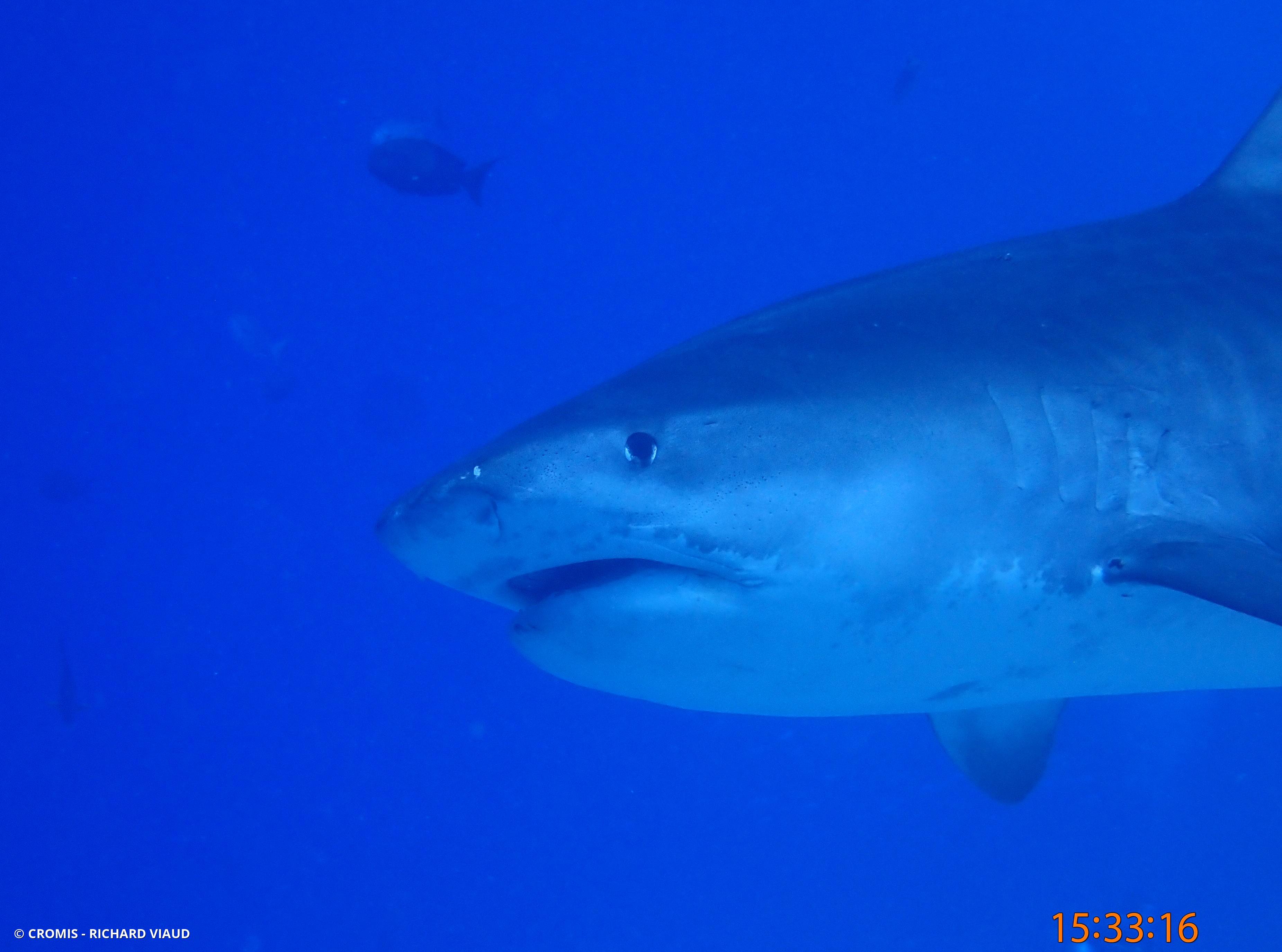 Requin tigre