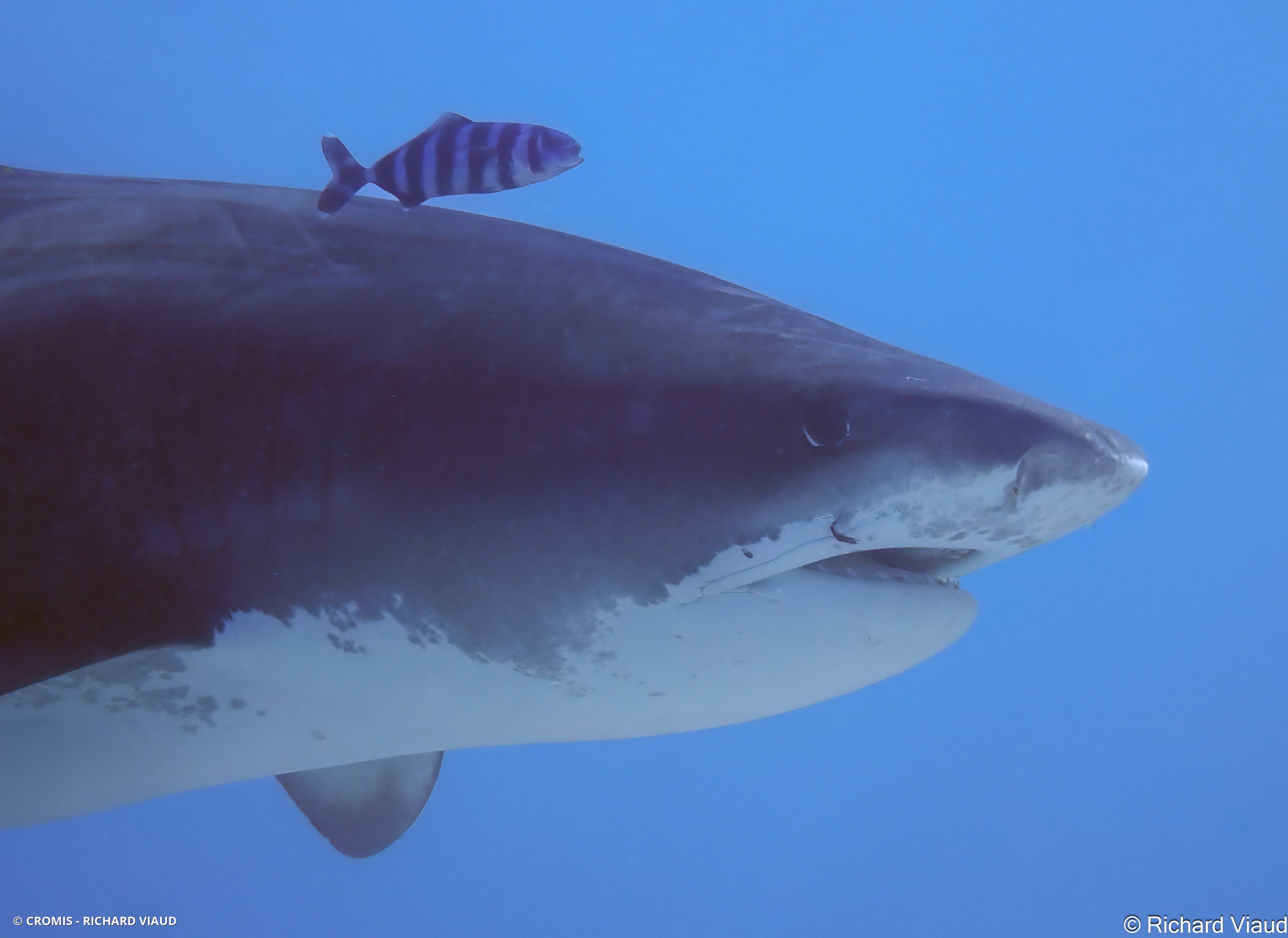Requin tigre