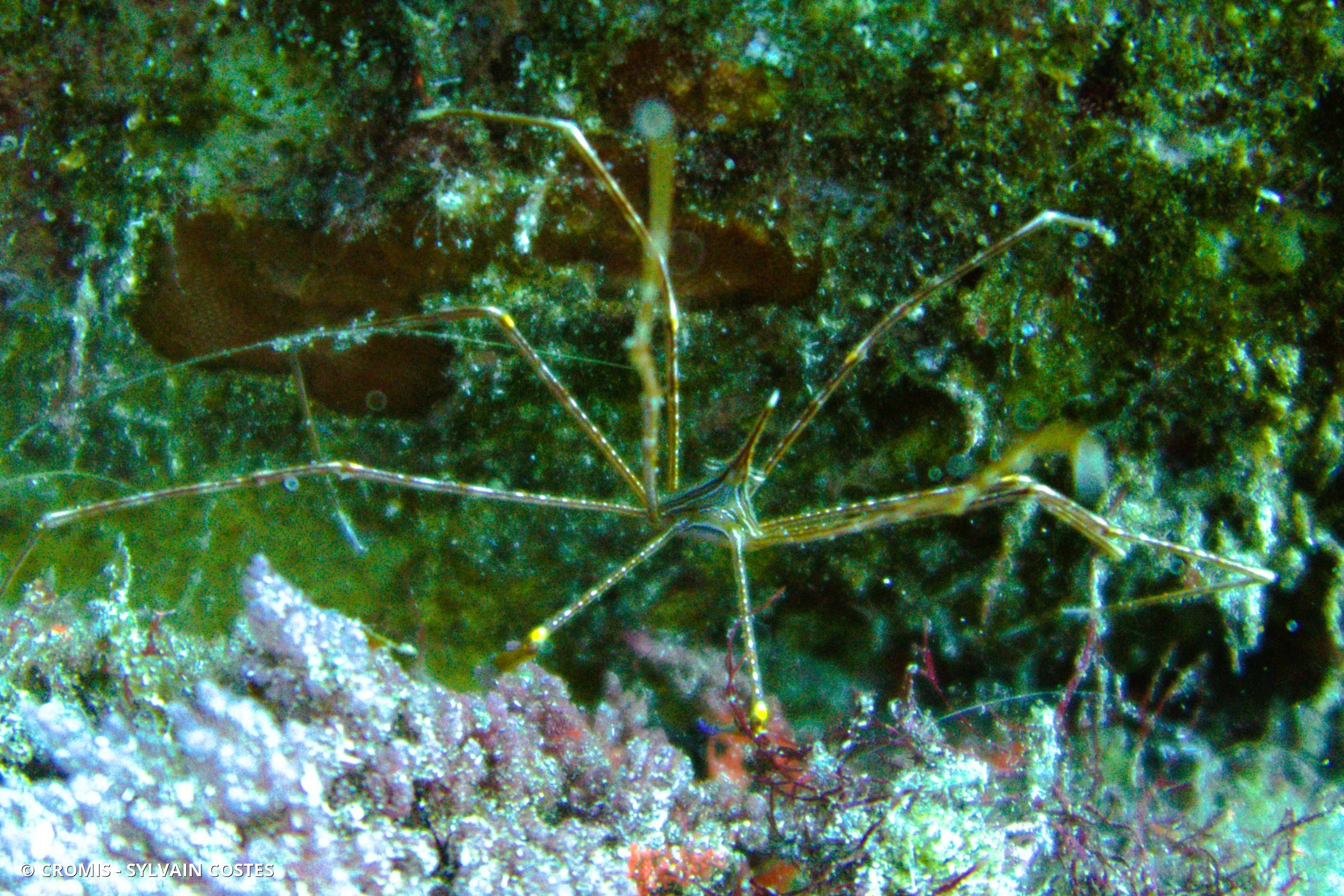 Crabe flêche macaronésien
