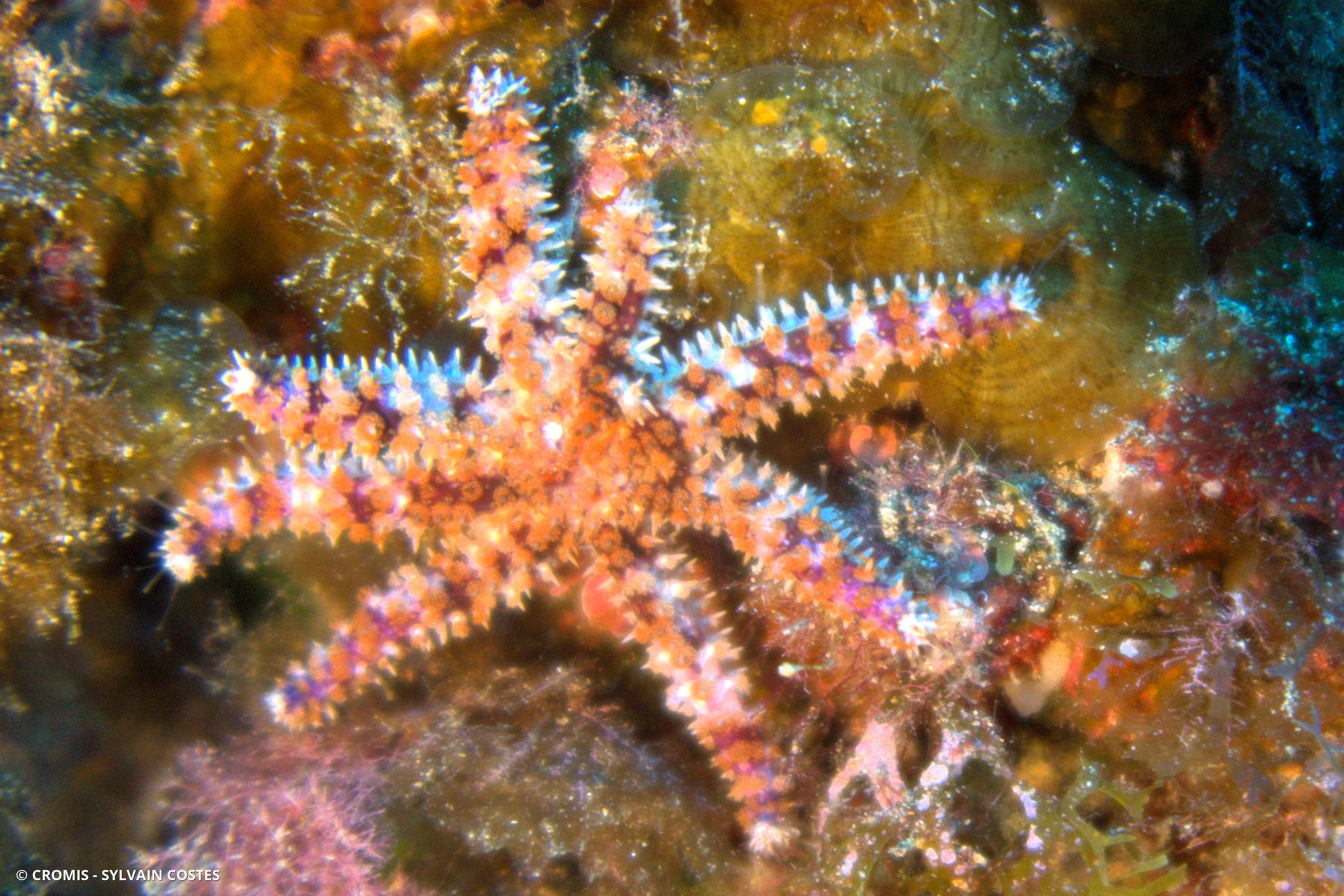 Etoile de mer épineuse