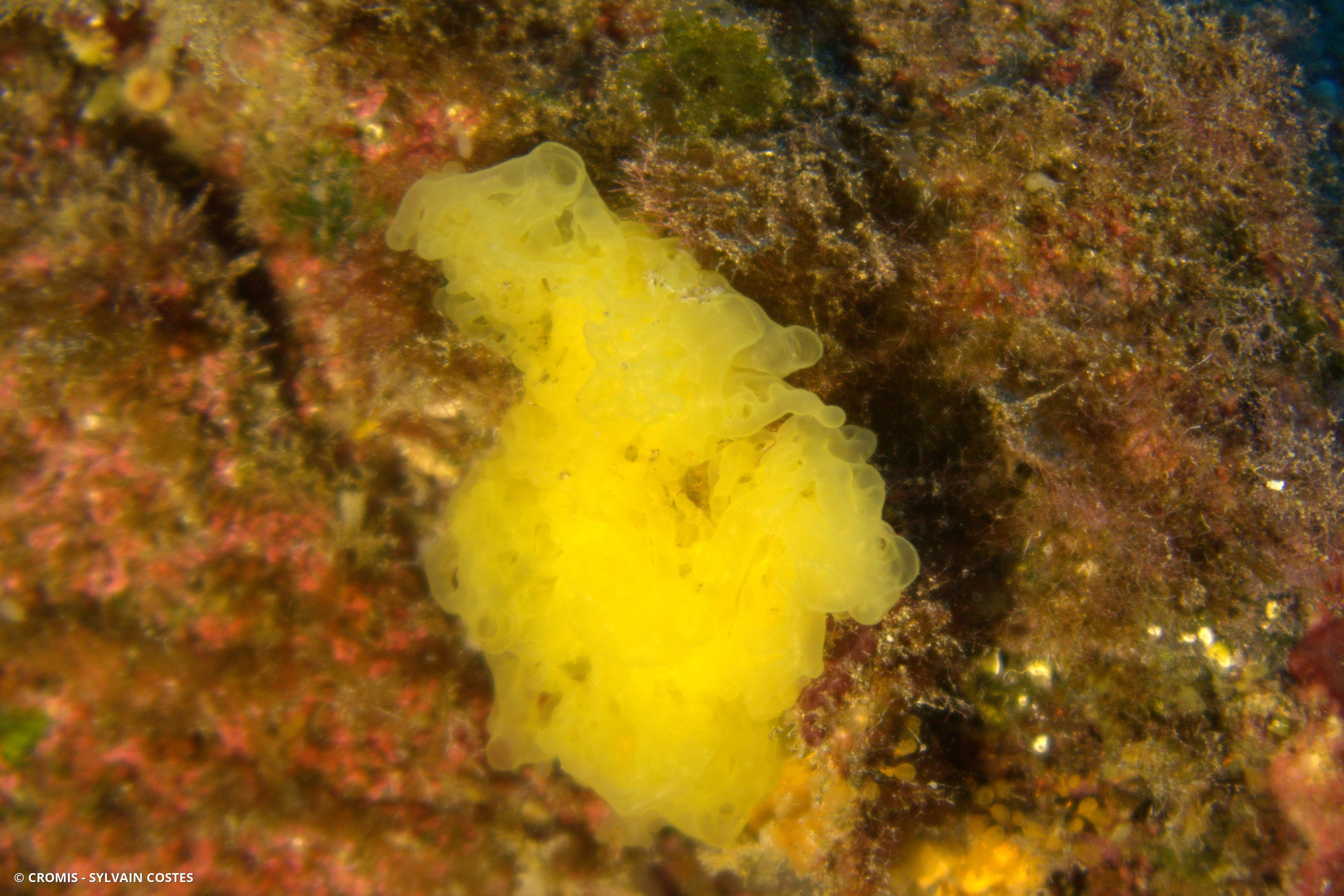Clathrine jaune