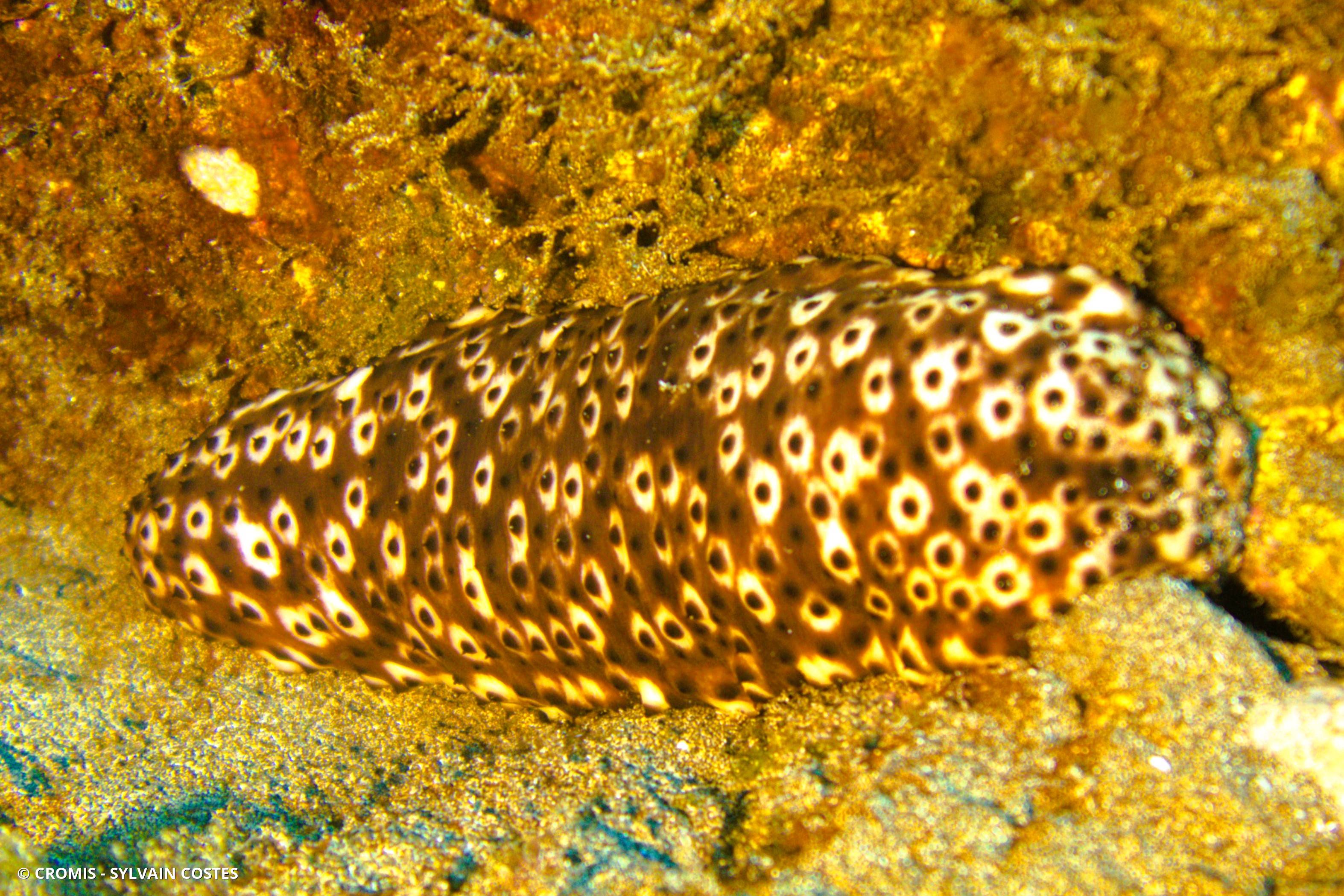 Concombre cracheur marron