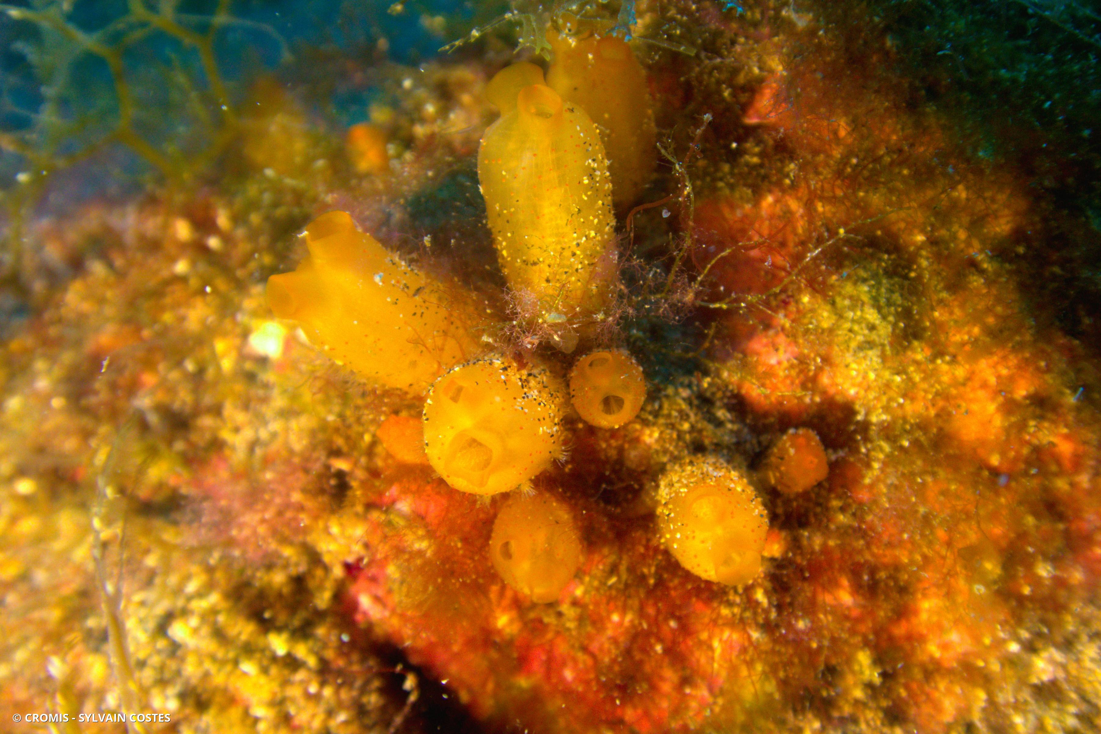 Mirabelle de mer
