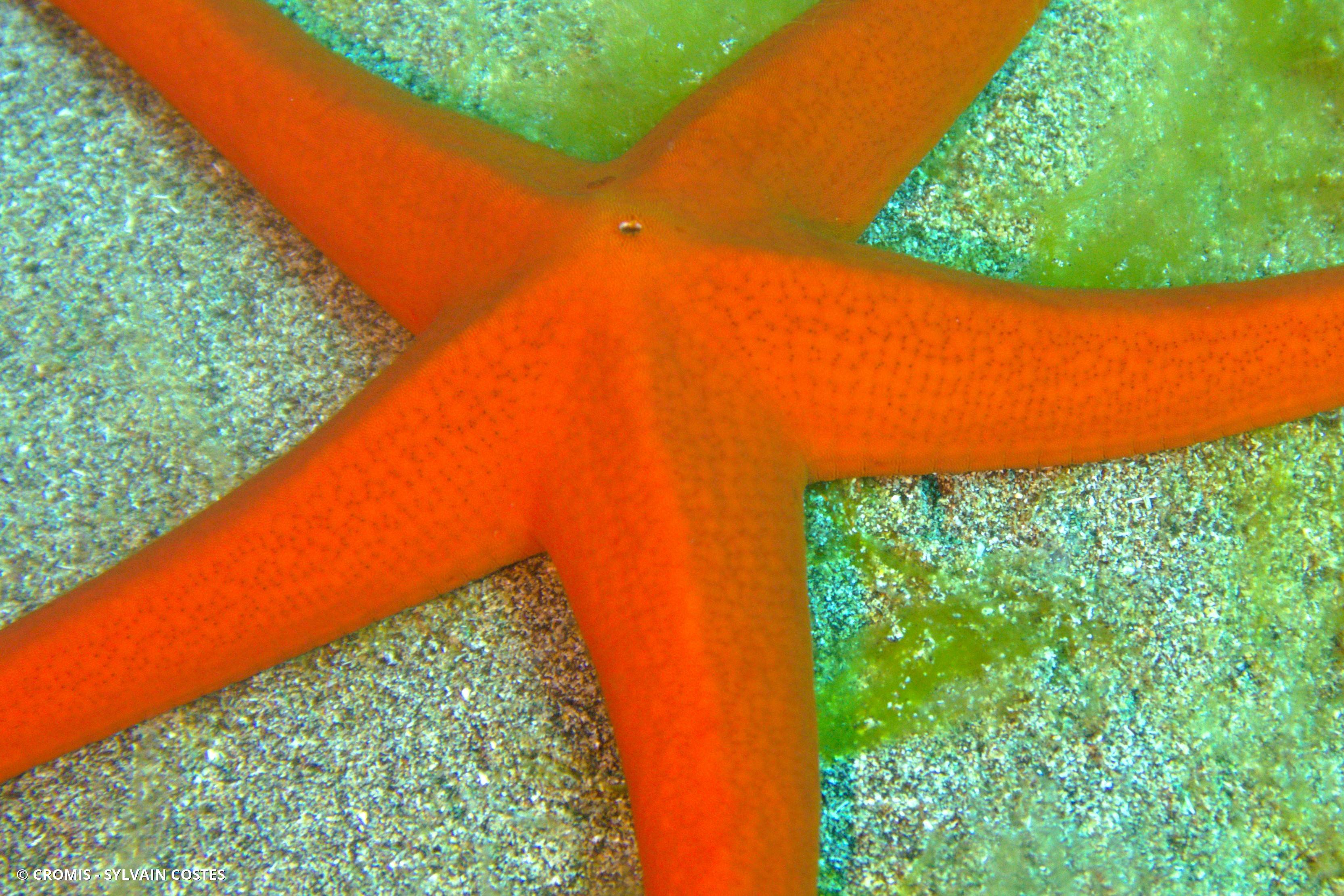 Etoile de mer des Canaries