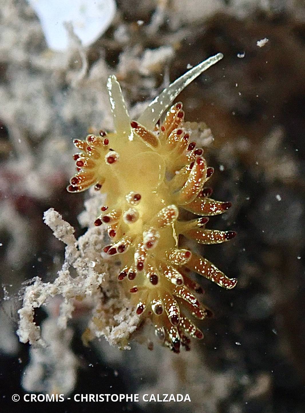 Cuthona ocellée