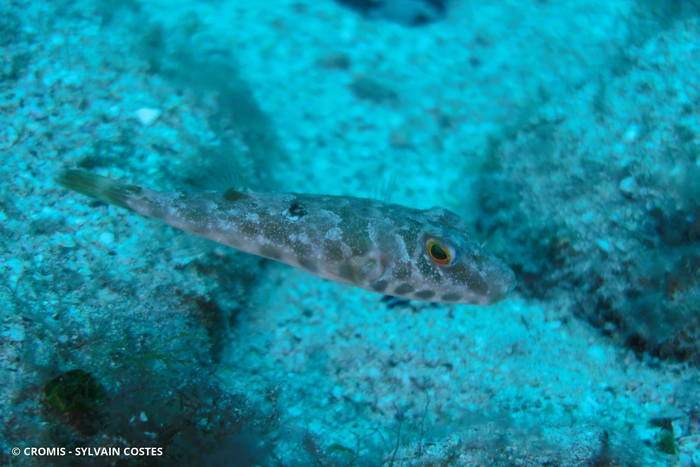 Poisson-globe guinéen