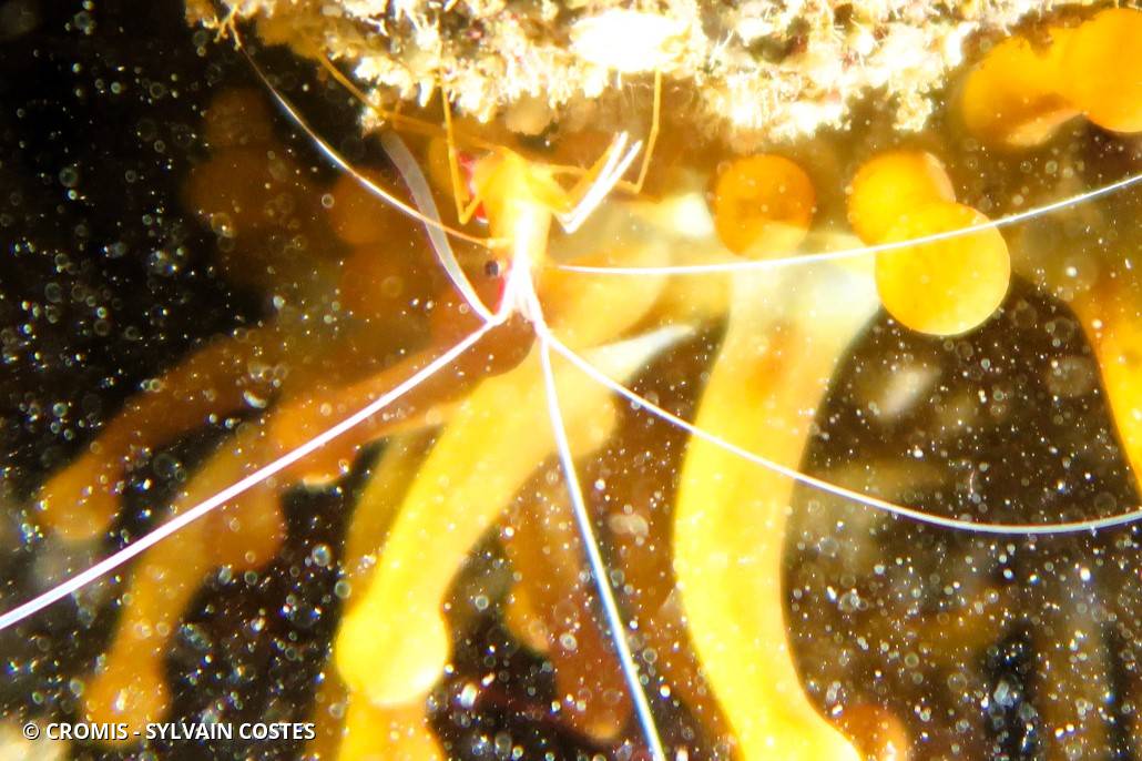Crevette cavernicole jaune