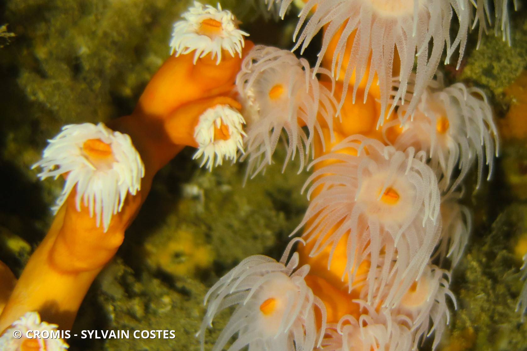 Corail arborescent orange
