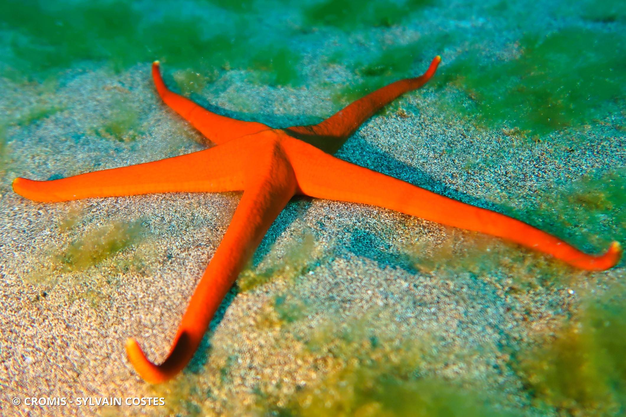Etoile de mer des Canaries