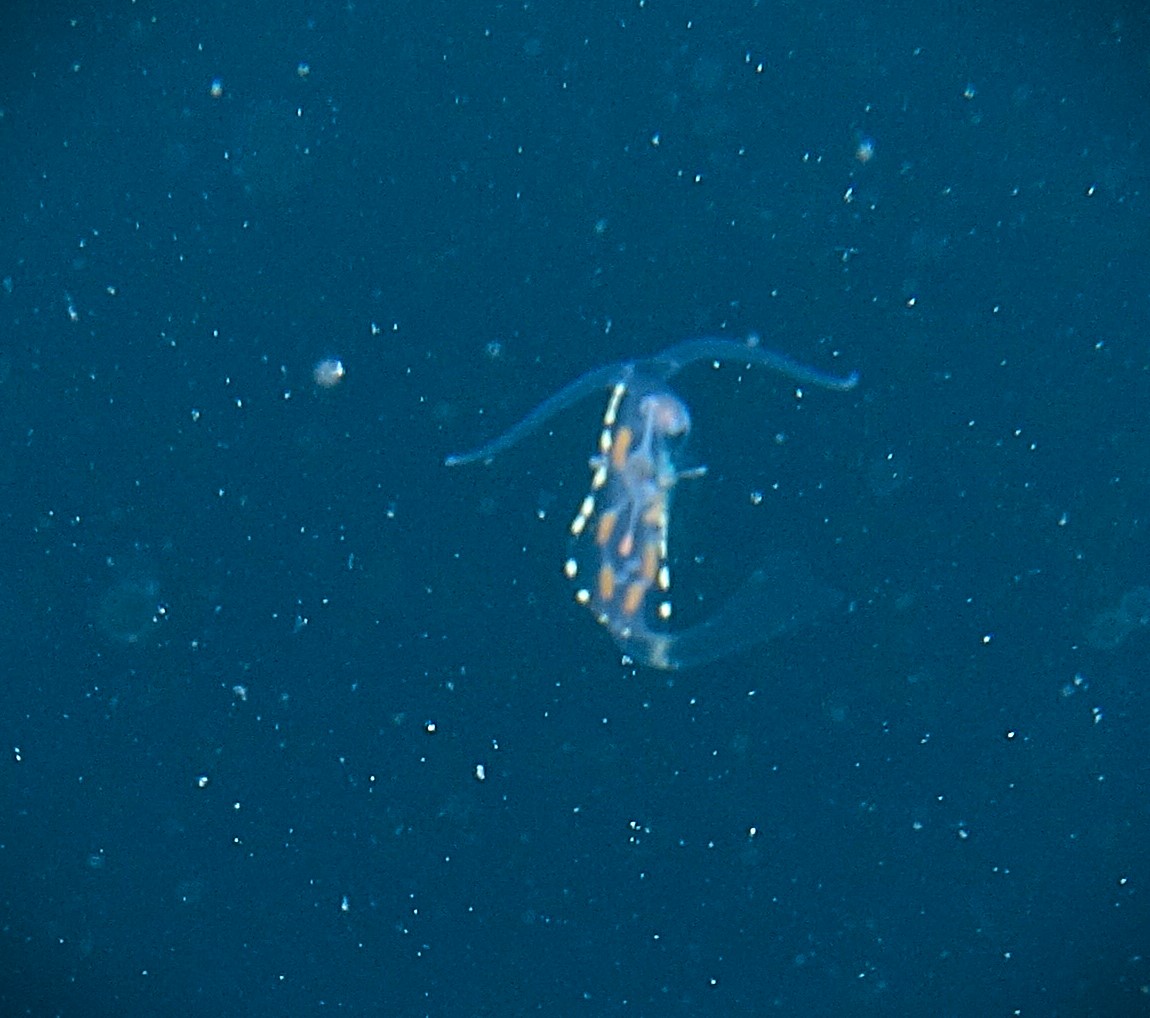 Nudibranche feuille