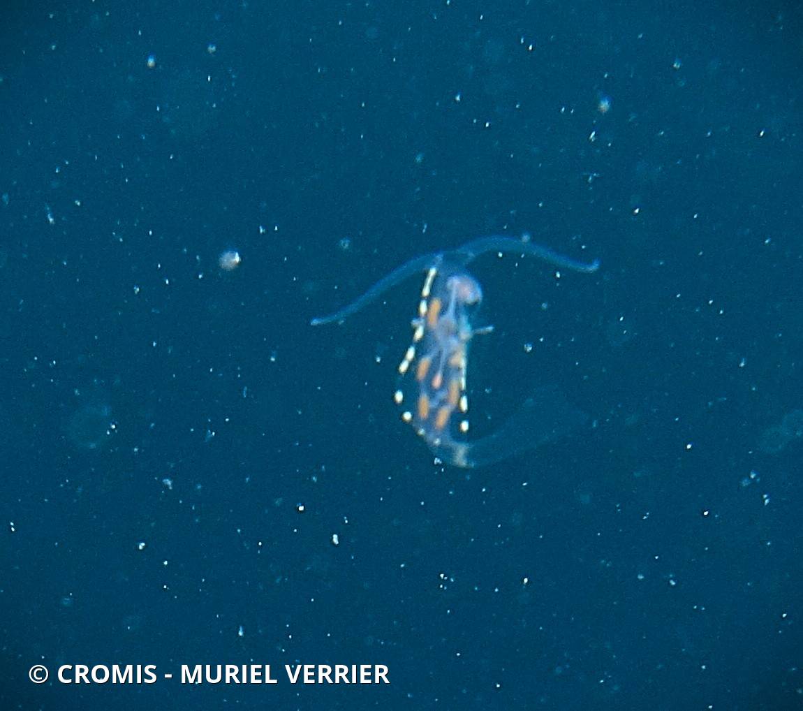 Nudibranche feuille