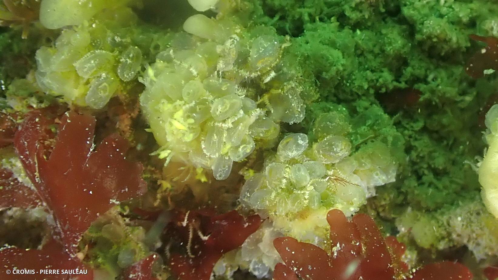 Perophore japonaise