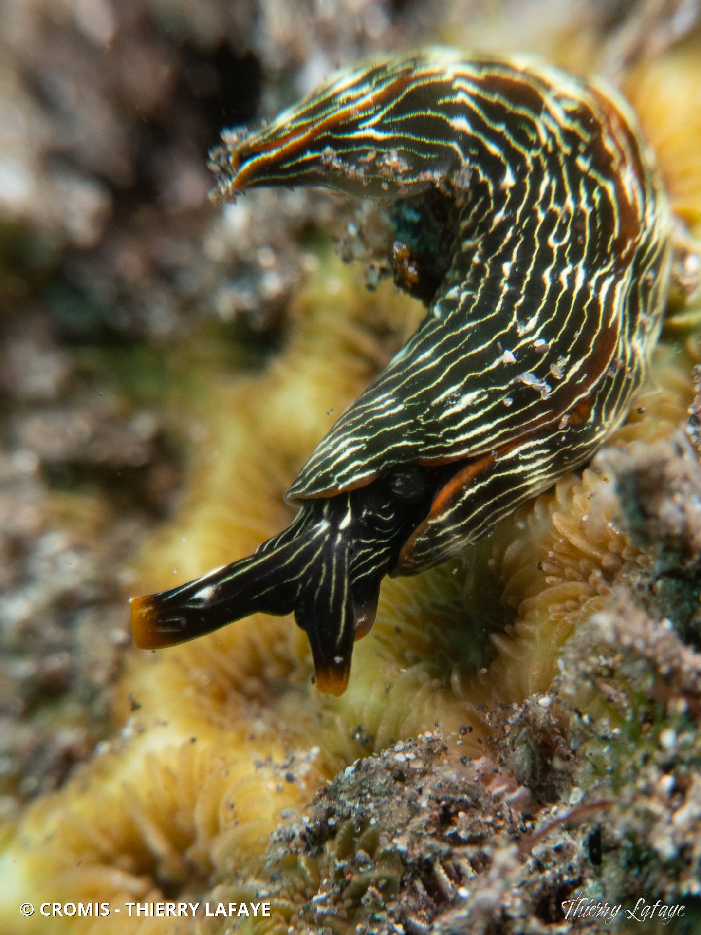 Thuridille gracile