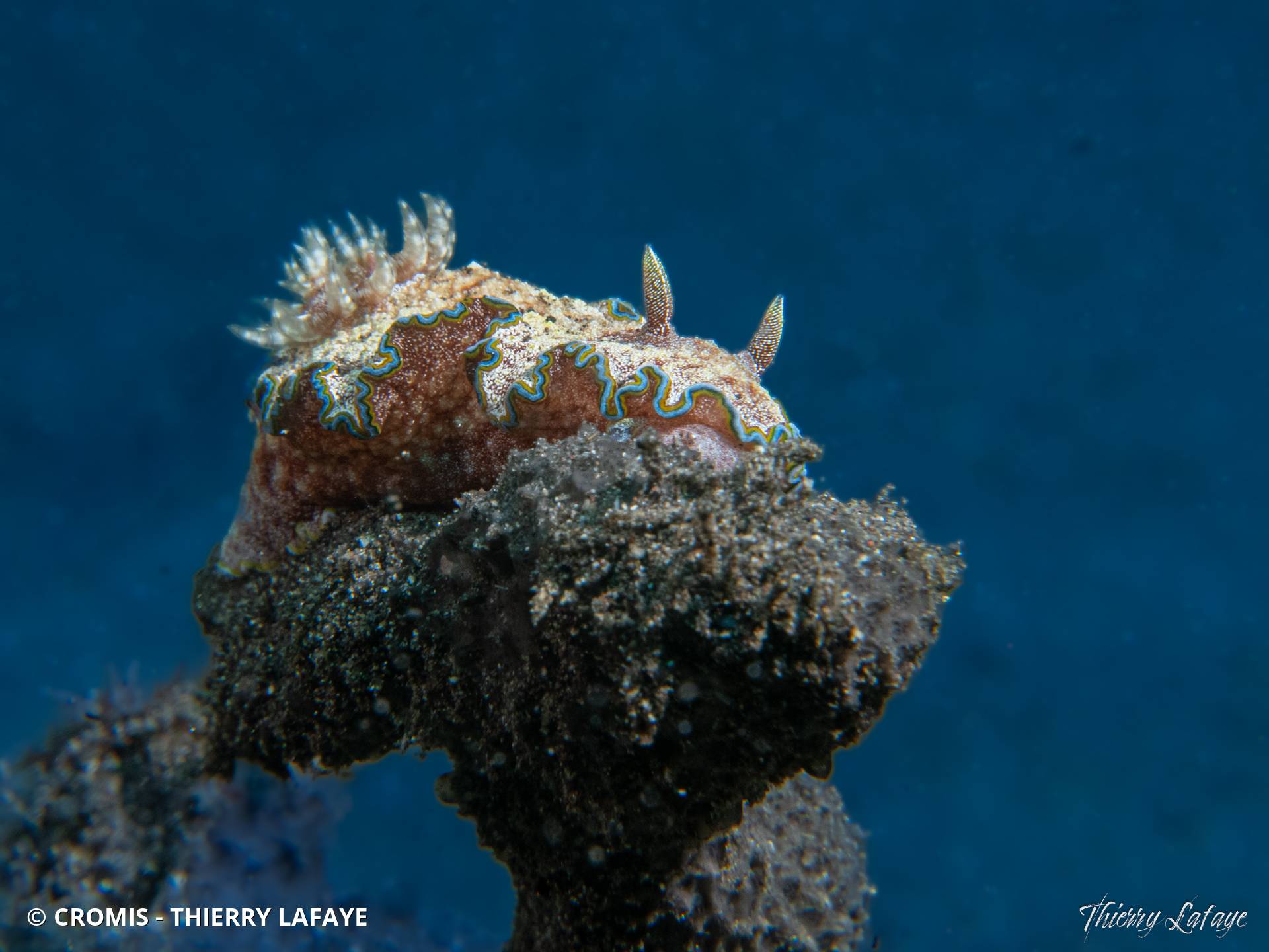 Glossodoris à liseré