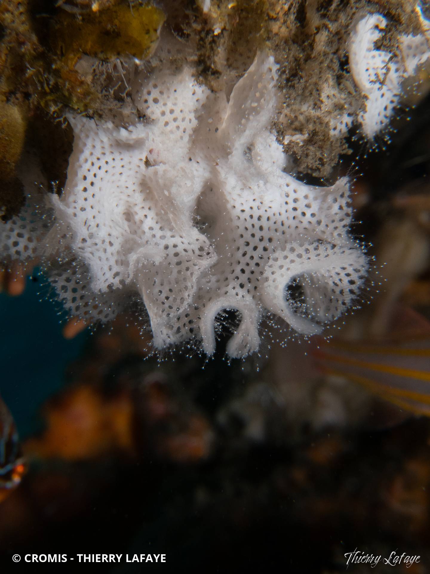 Dentelle de Neptune blanche d'Indo-Pacifique