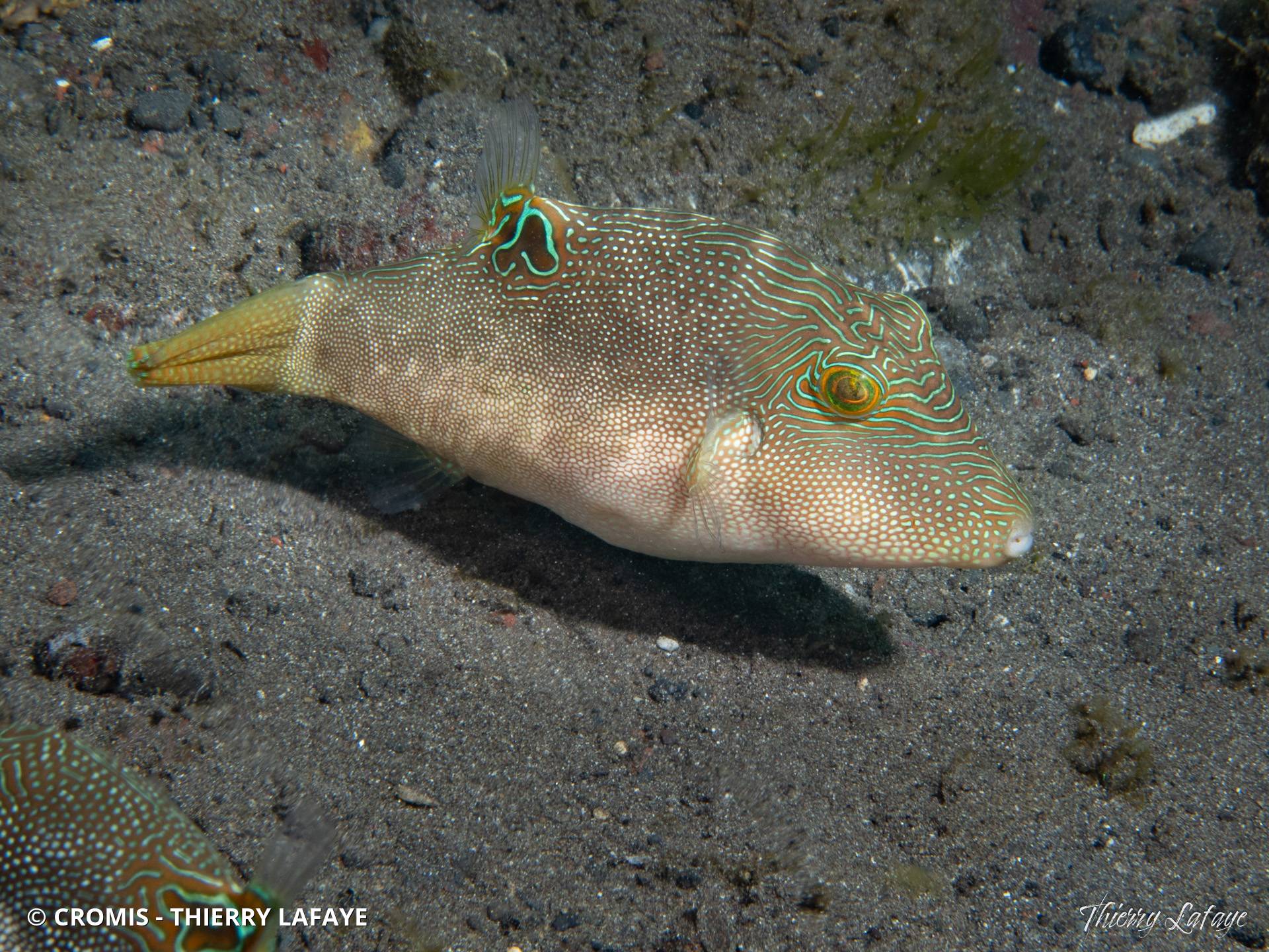 Canthigaster de Peters