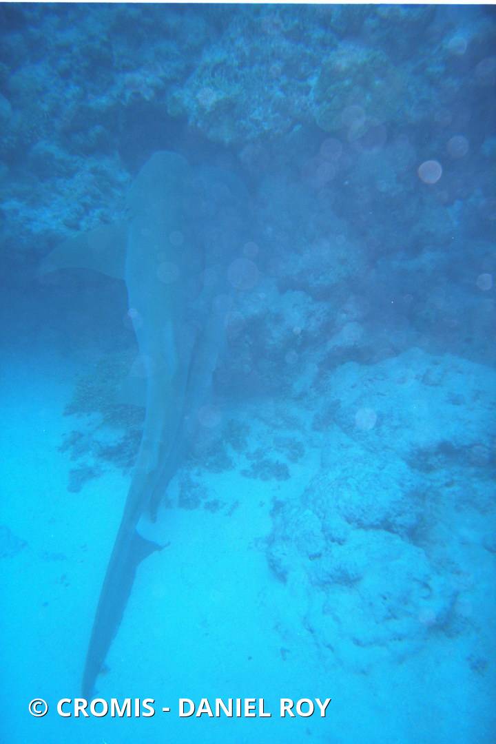 Requin nourrice fauve