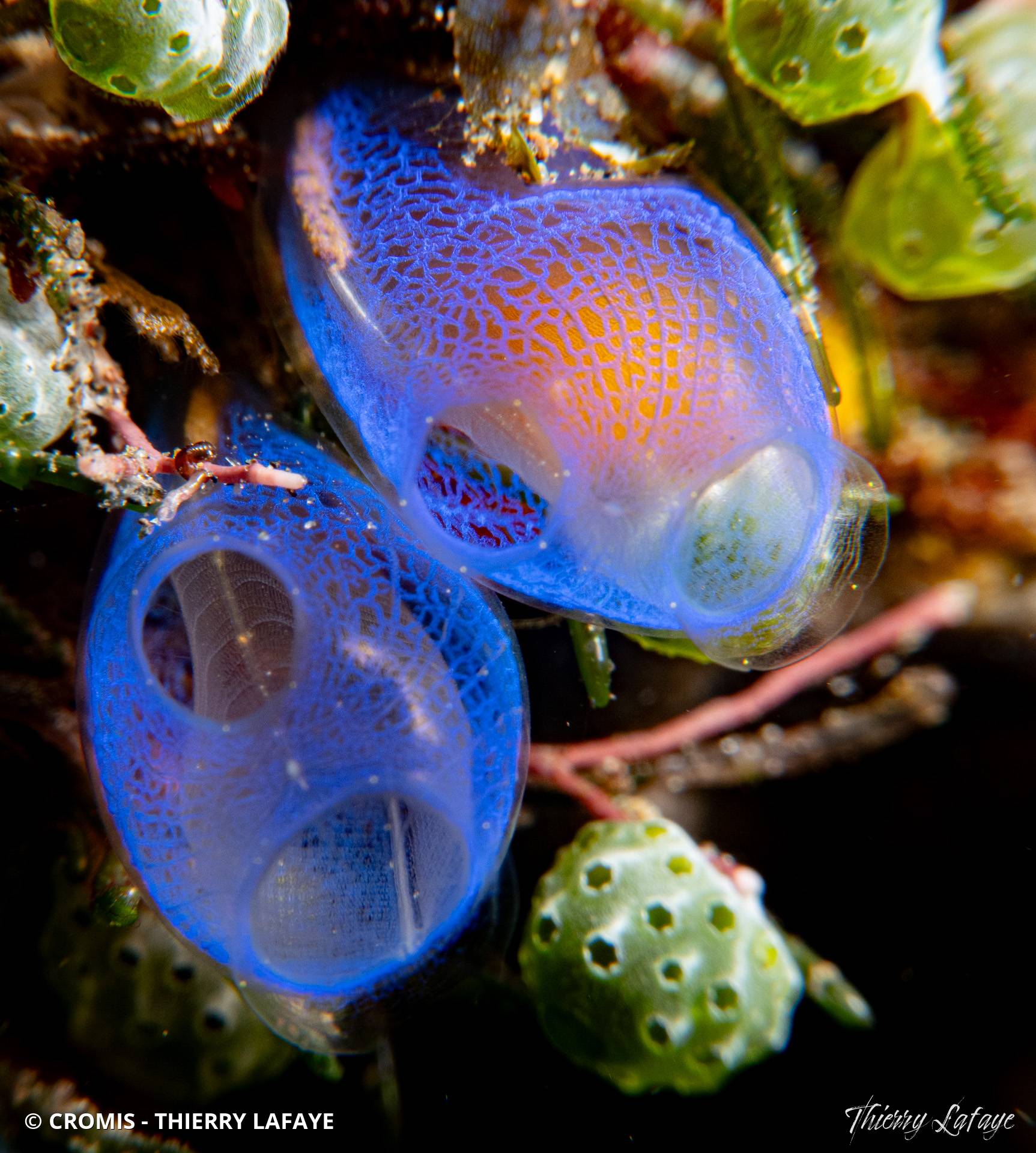 Ascidie translucide