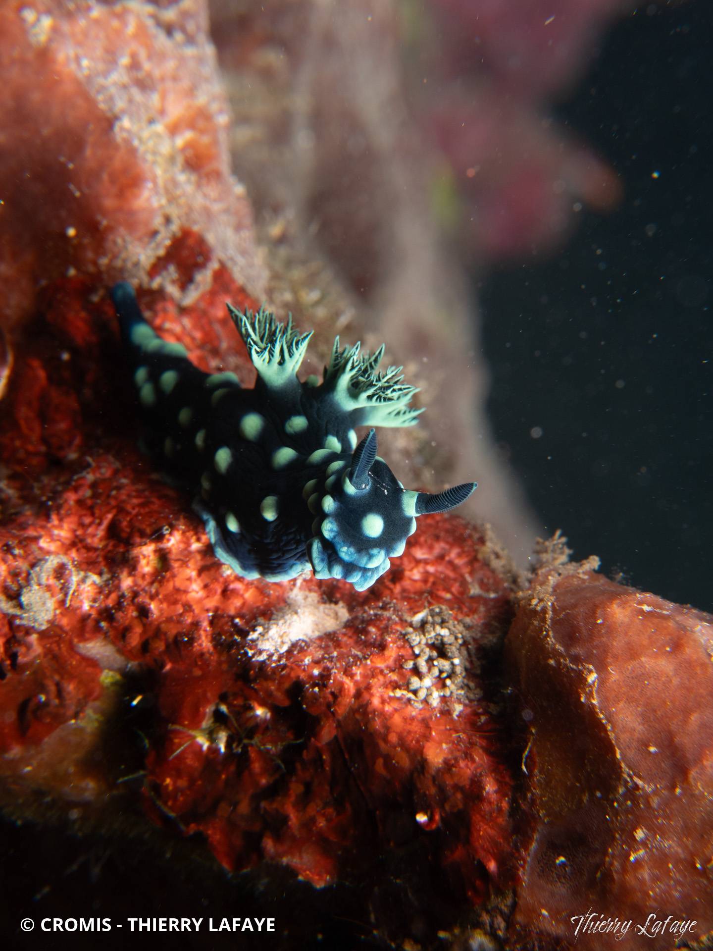 Nembrotha noir et vert