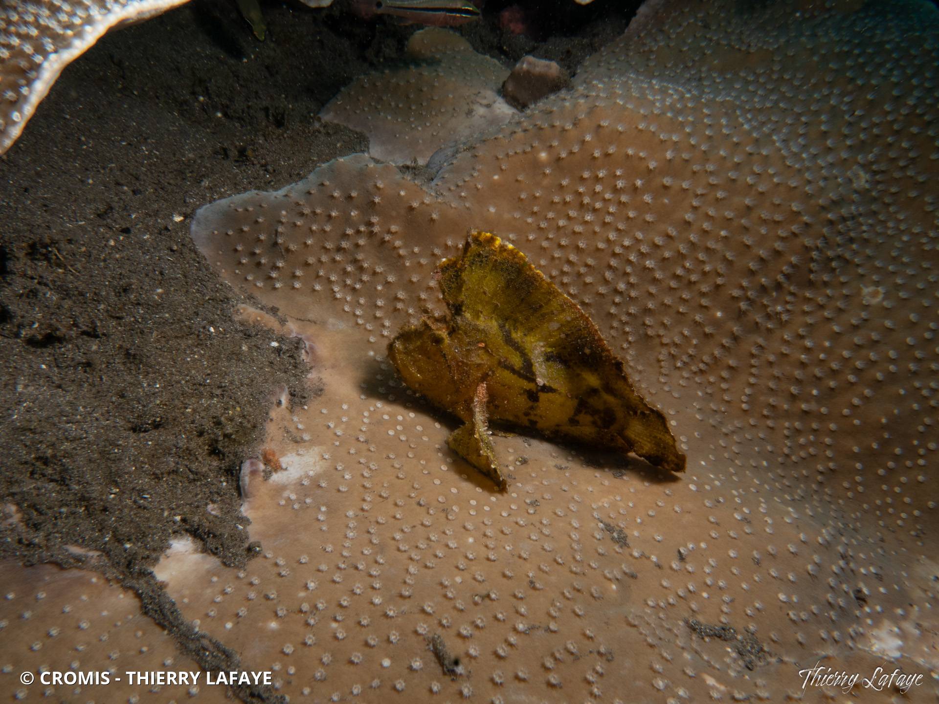 Poisson-scorpion feuille