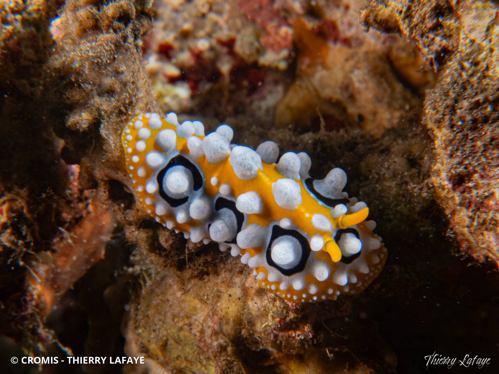 Phyllidie ocellée