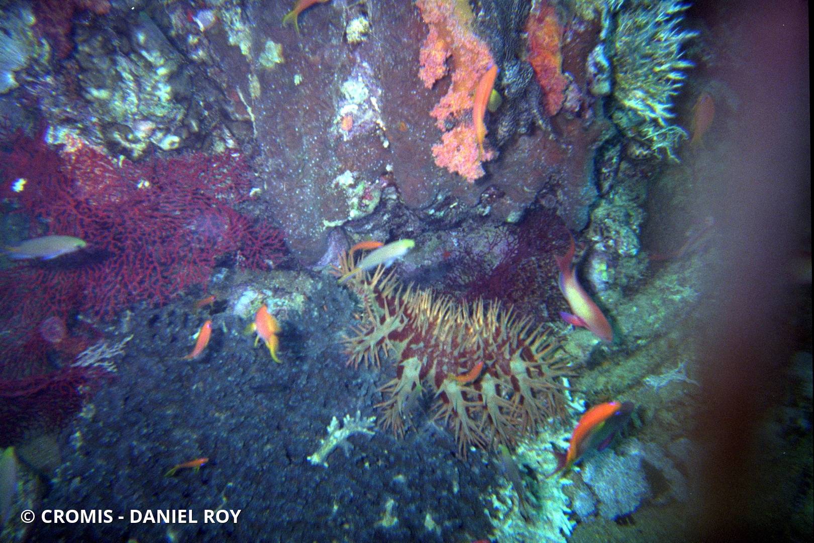 Acanthaster à piquants courts