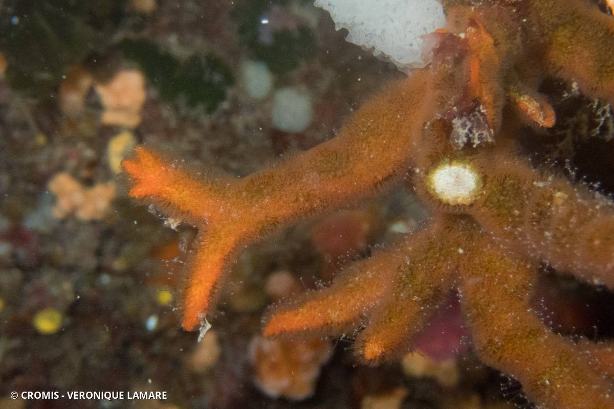 Turbicellépore cornu de Méditerranée