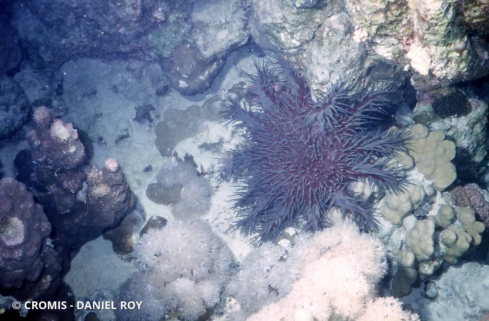 Acanthaster de Benzie