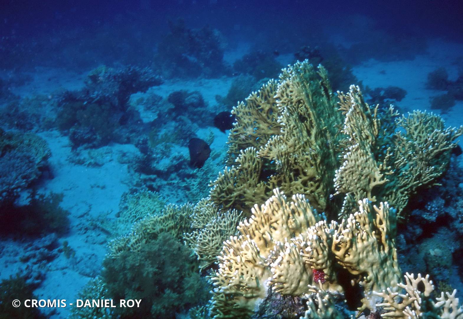Corail de feu ramifié