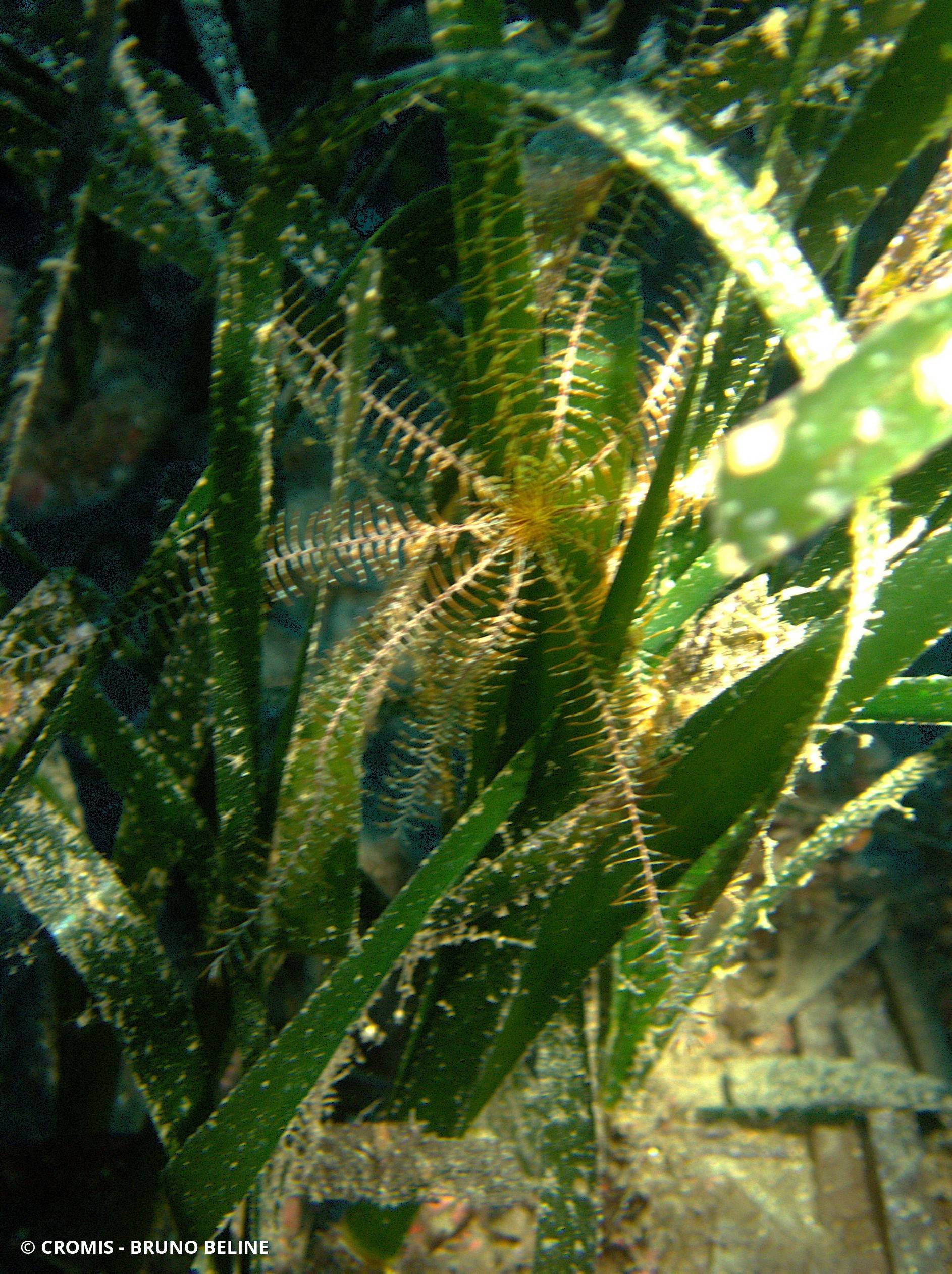 Comatule de Méditerranée