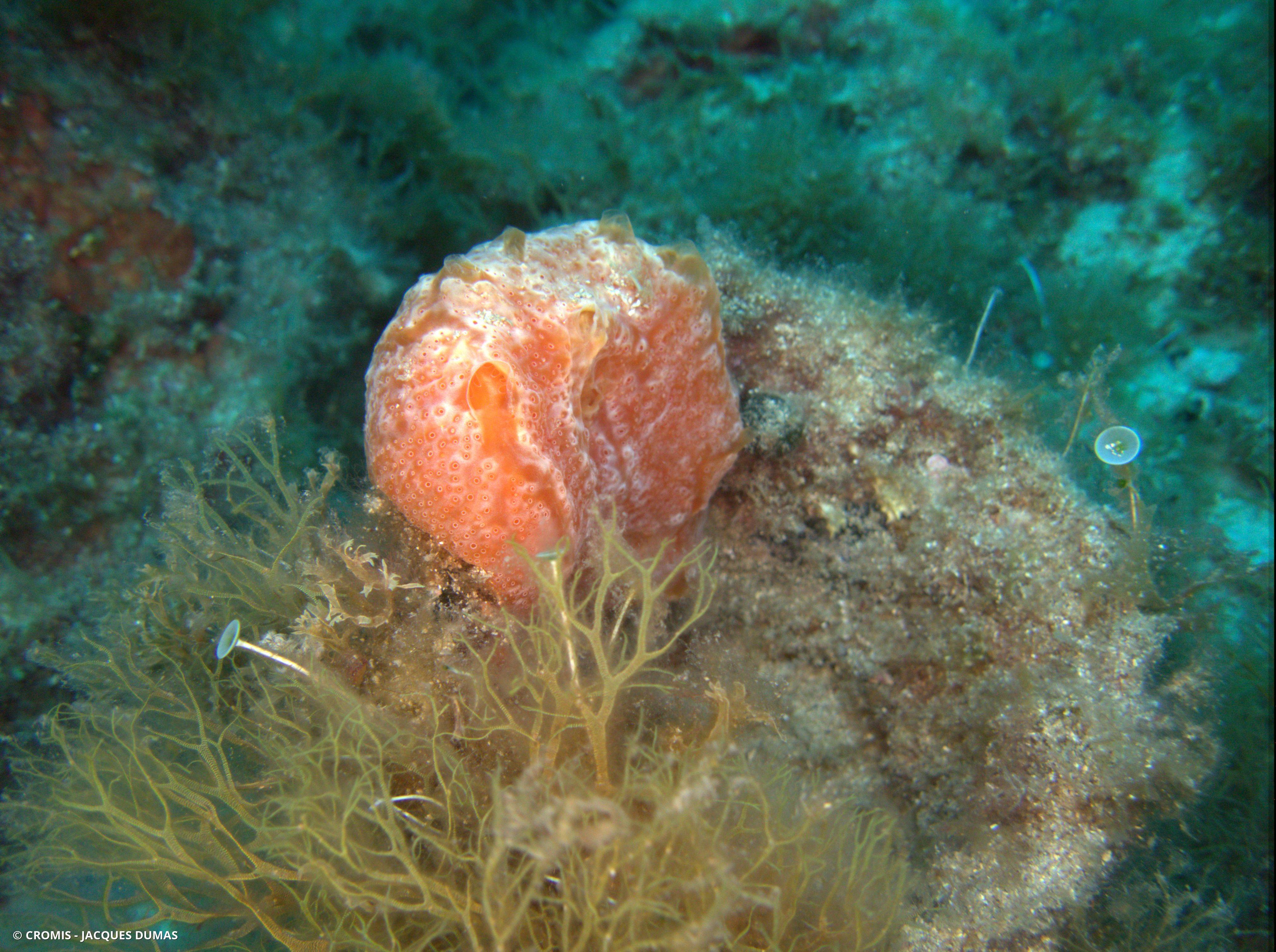 Fraise de mer