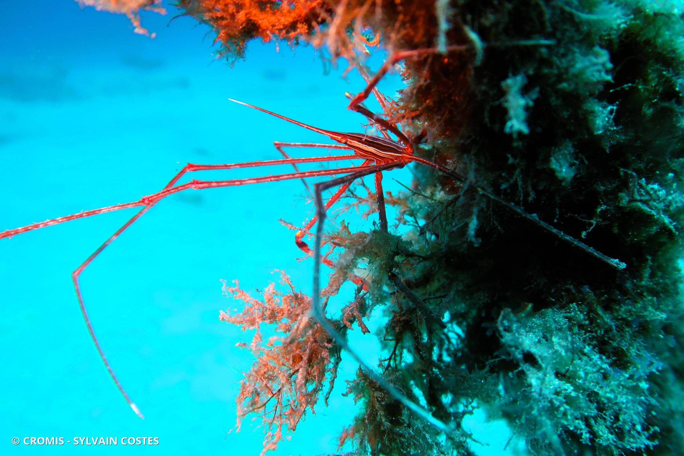 Crabe flêche macaronésien