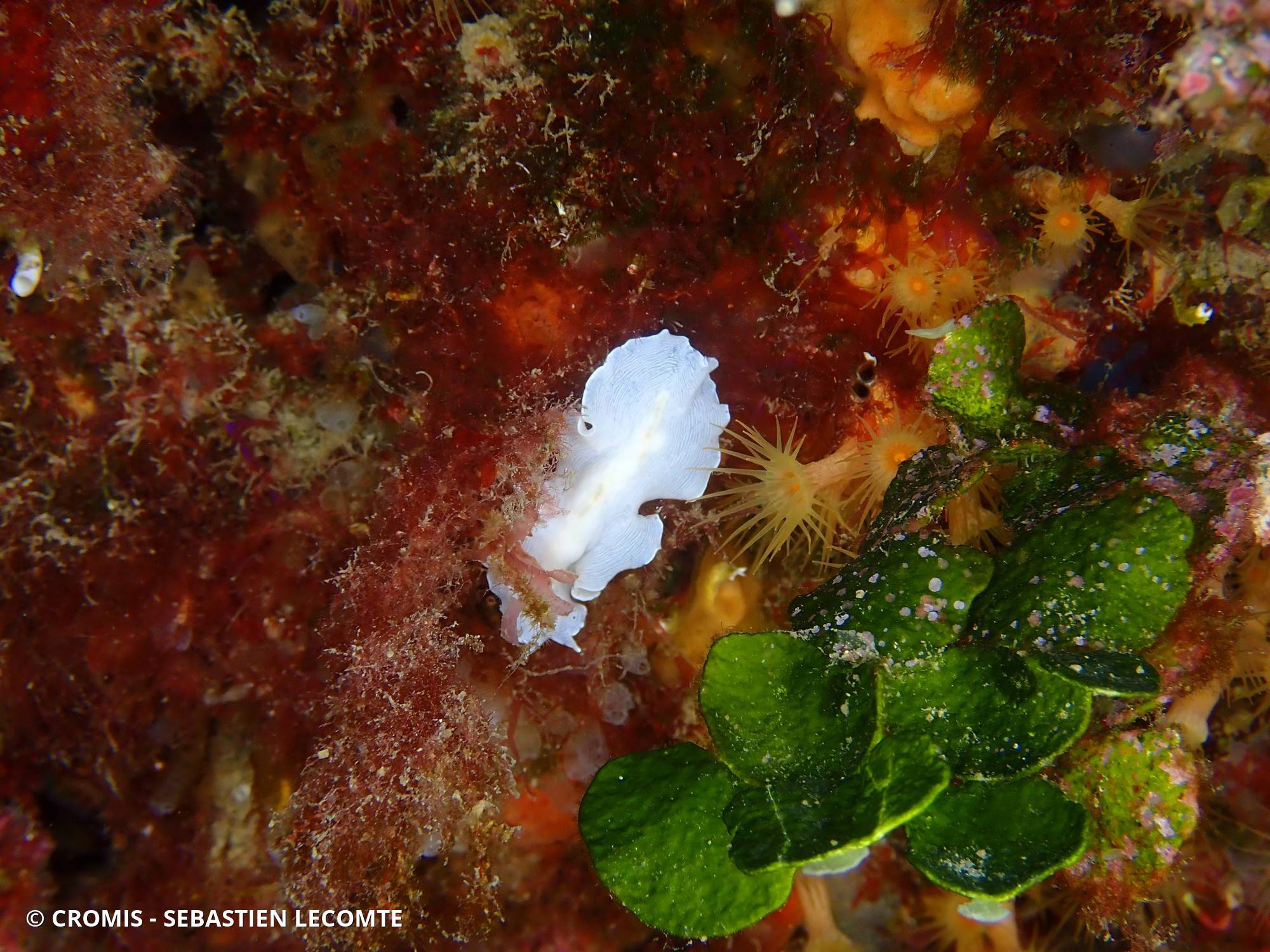 Ver plat albinos de Méditerranée