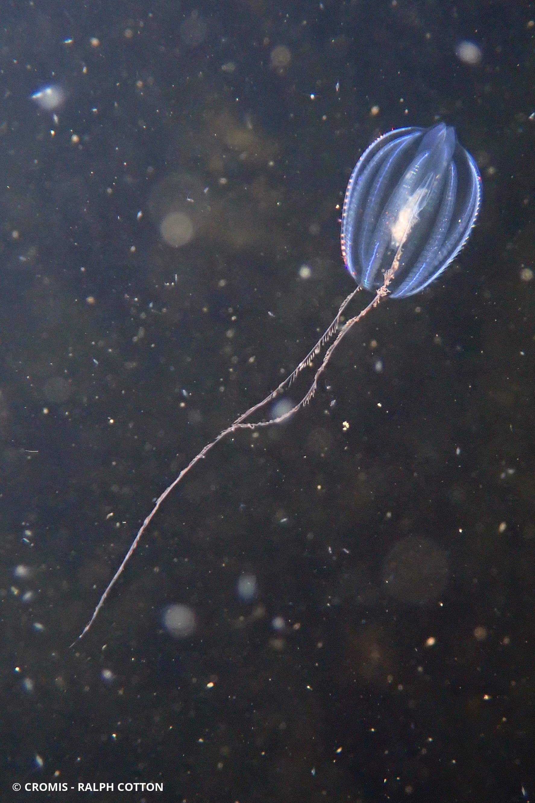 Groseille de mer