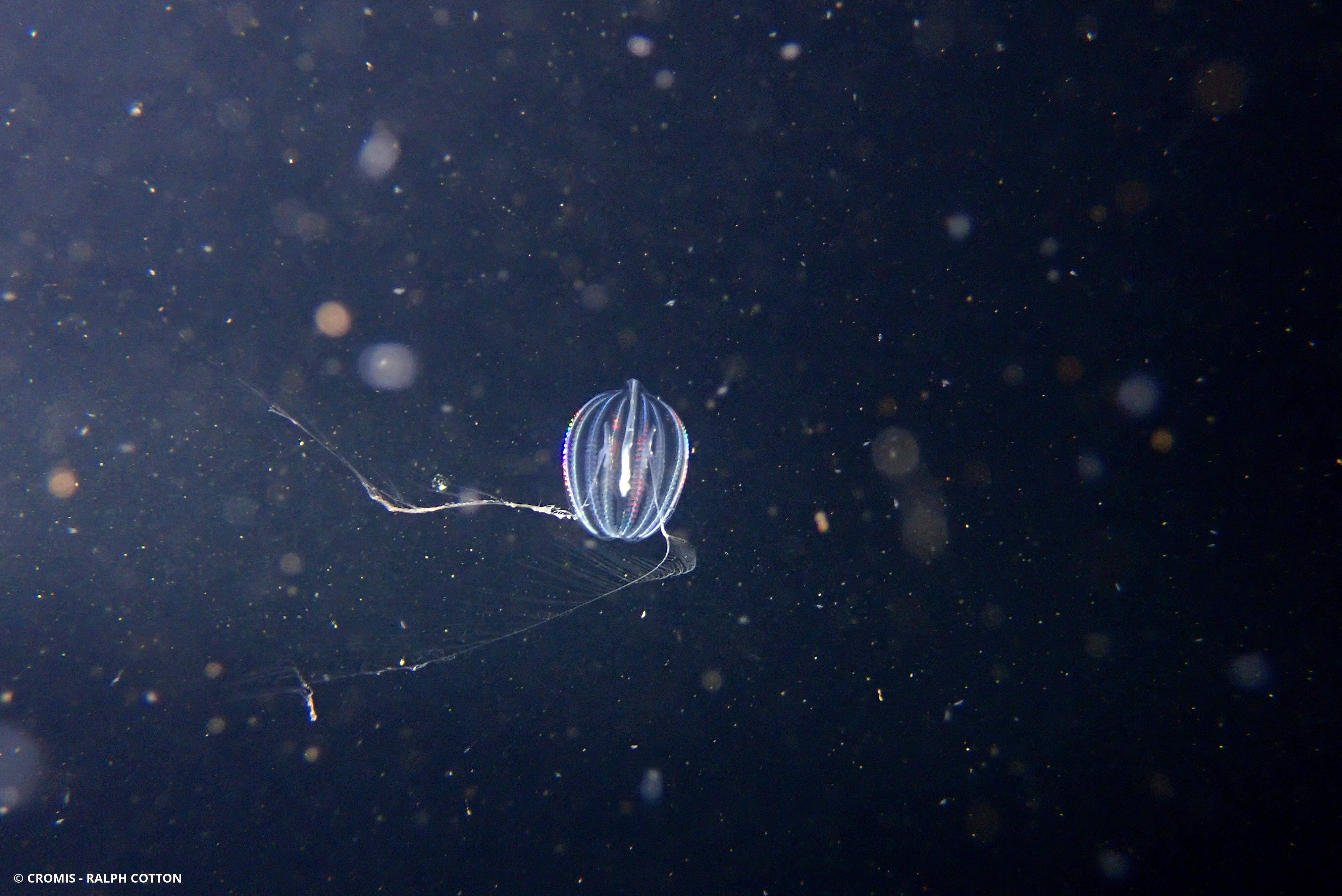 Groseille de mer