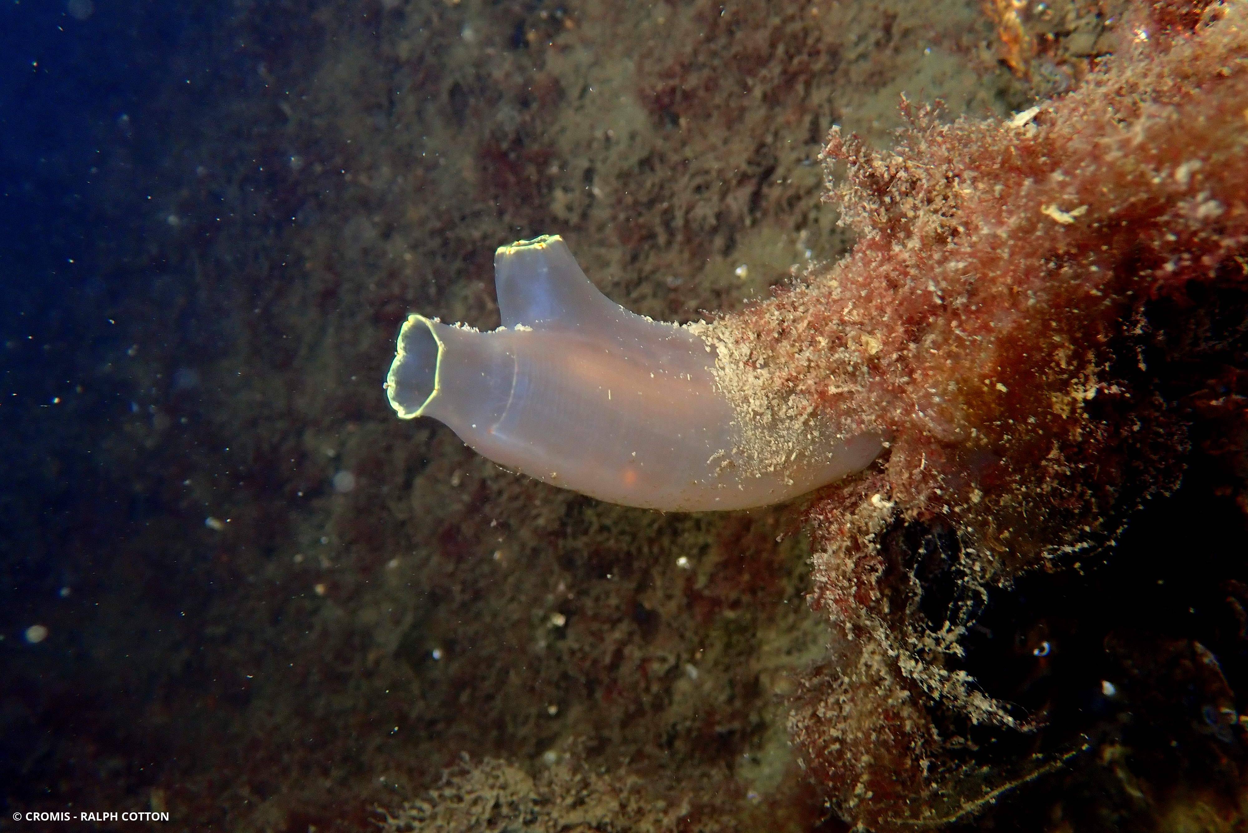 Cione intestinale