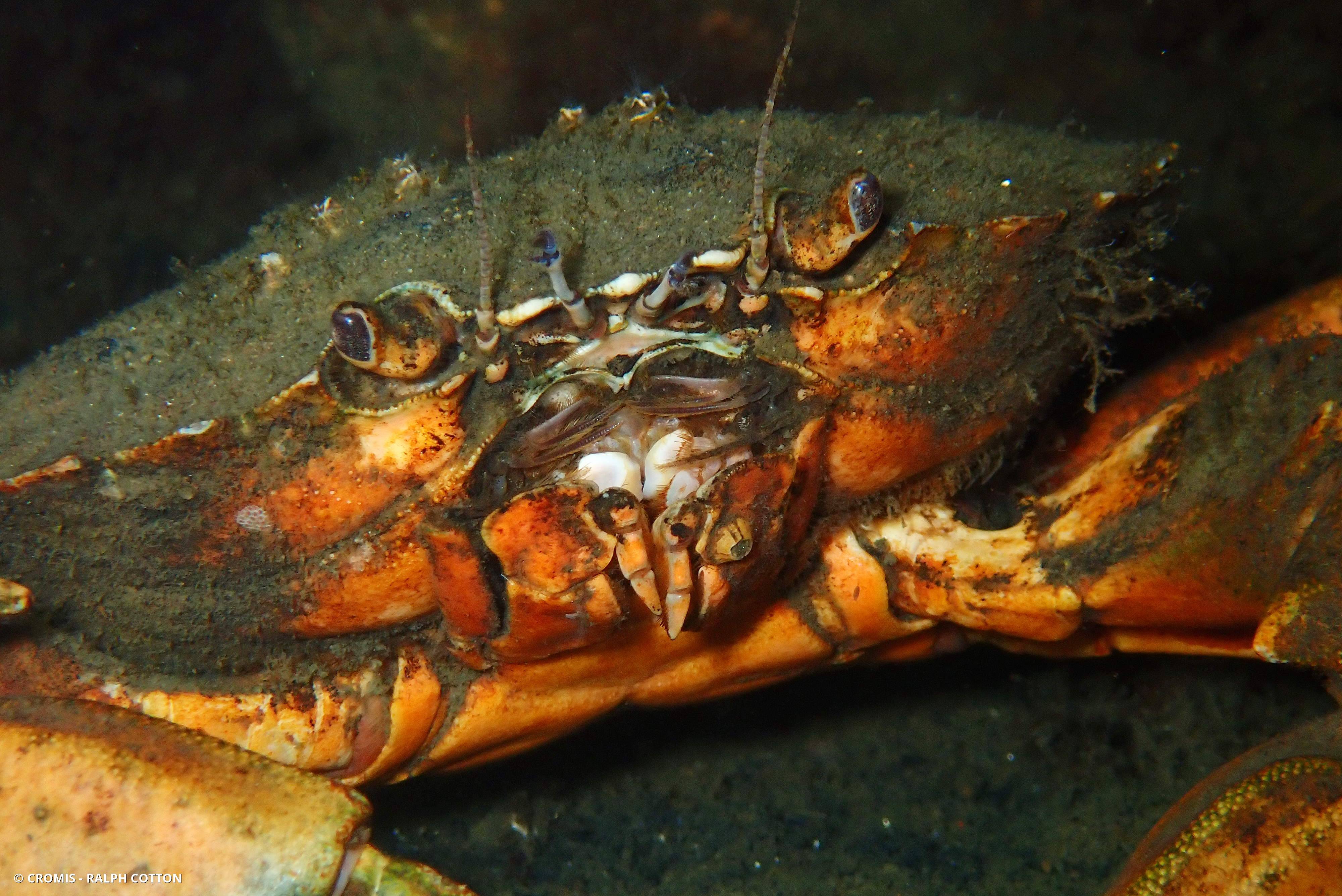 Crabe vert