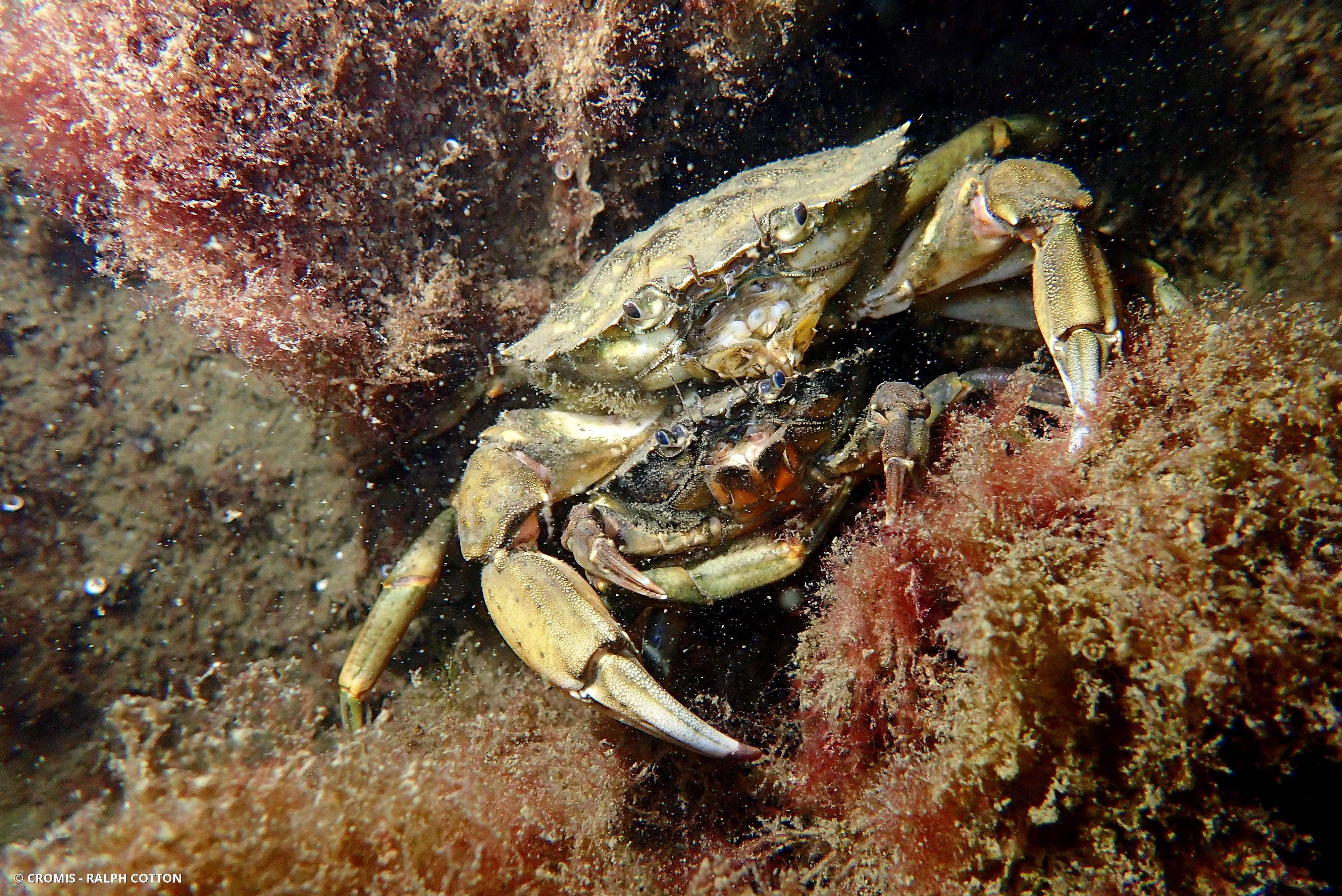Crabe vert