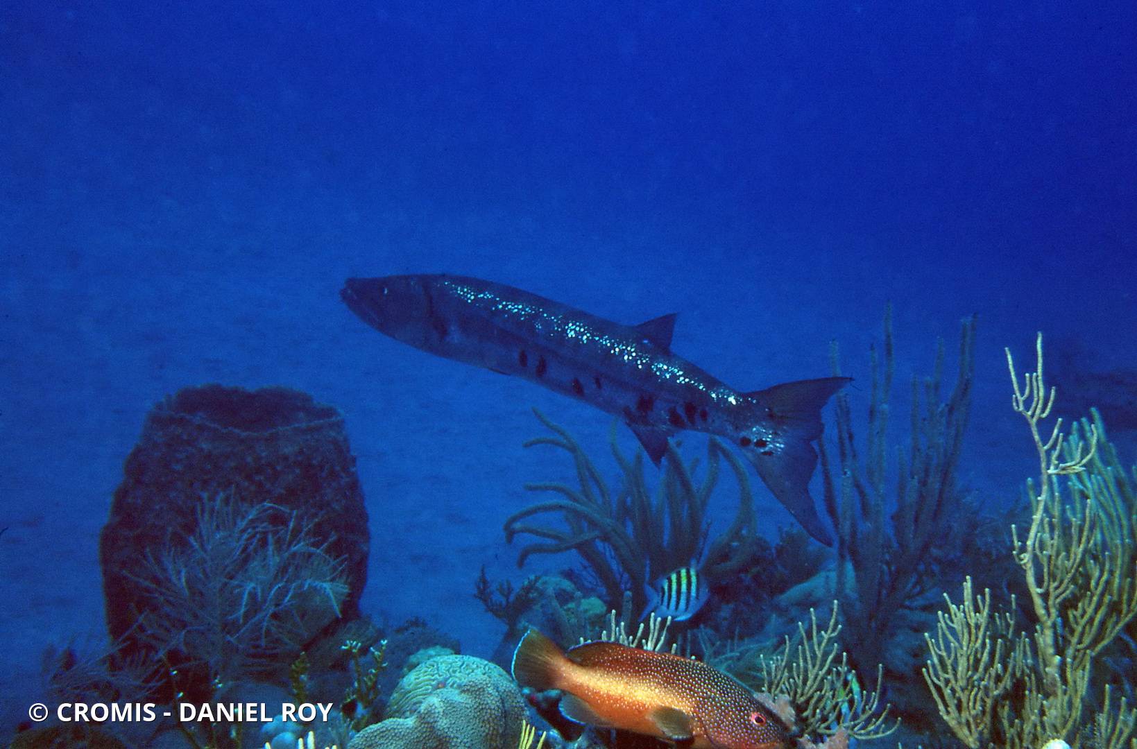 Grand barracuda
