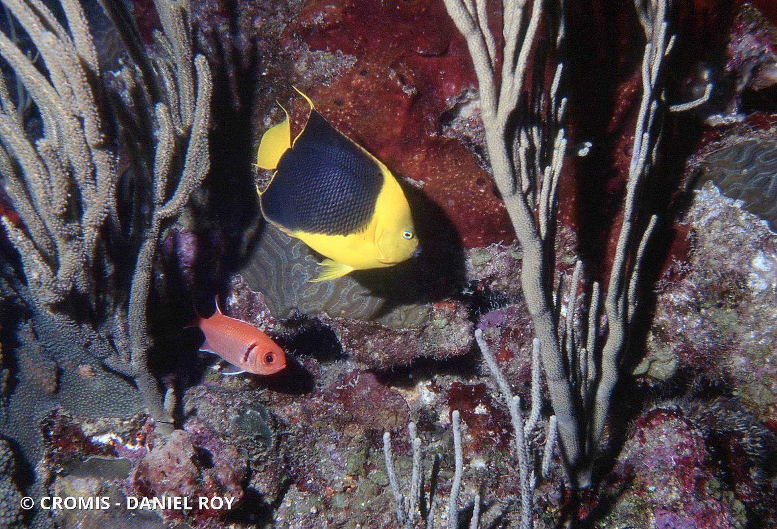 Ange des Caraïbes