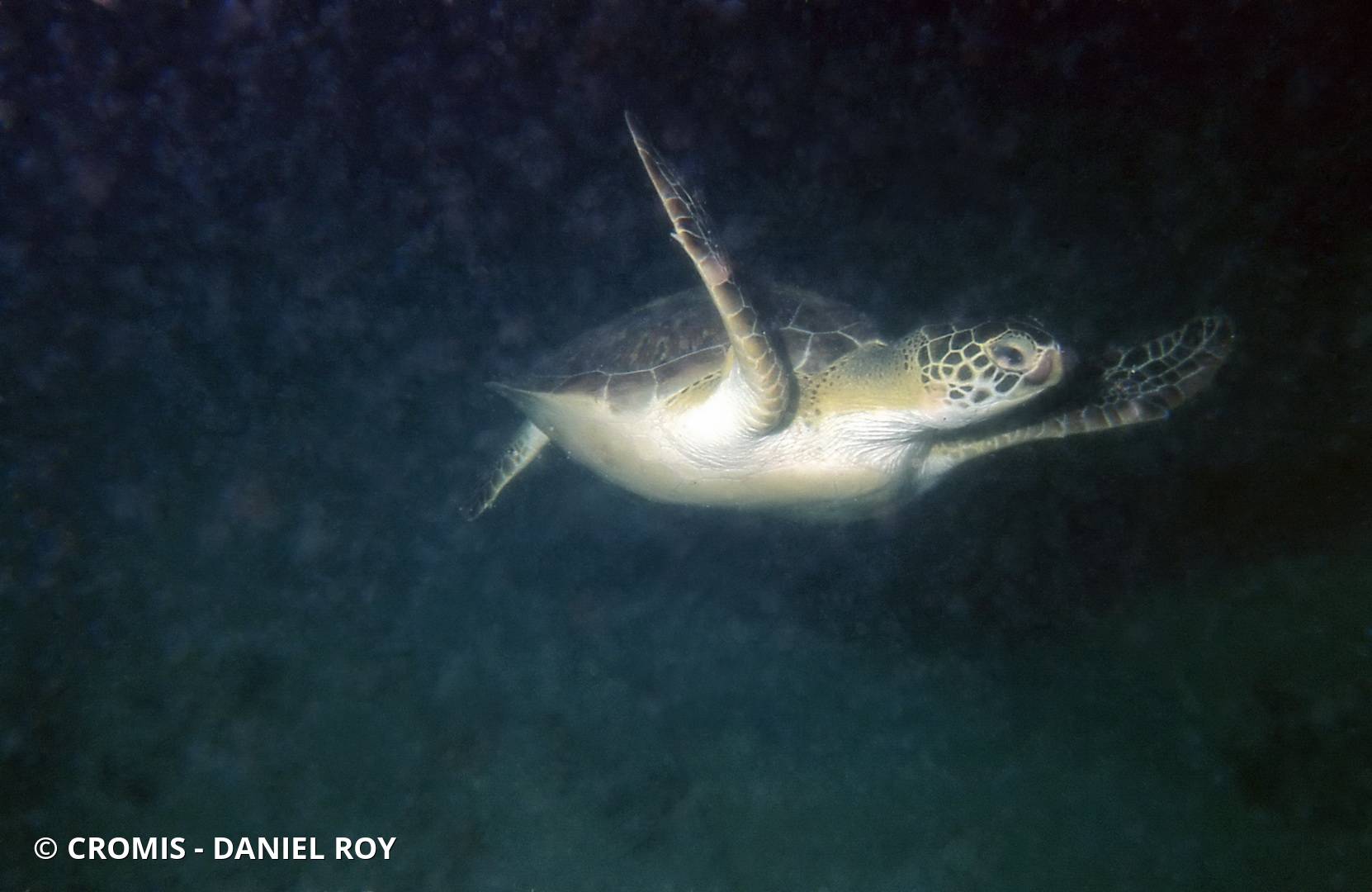 Tortue verte