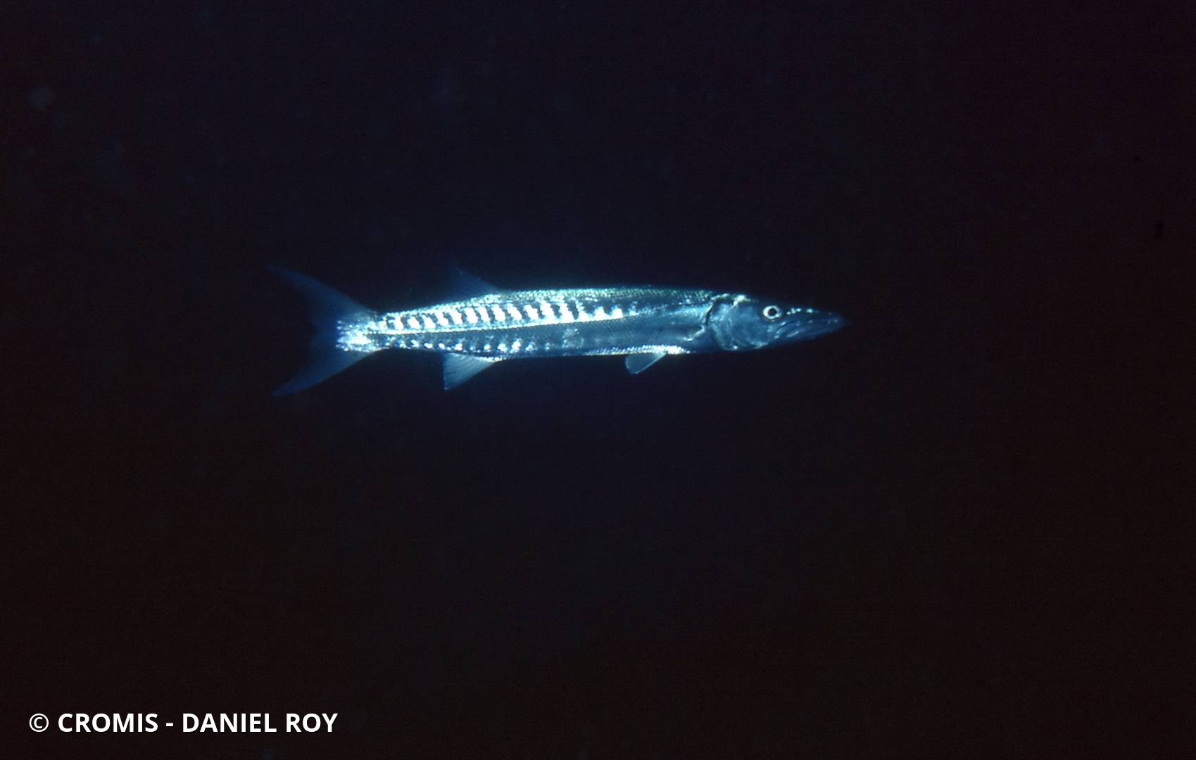 Grand barracuda