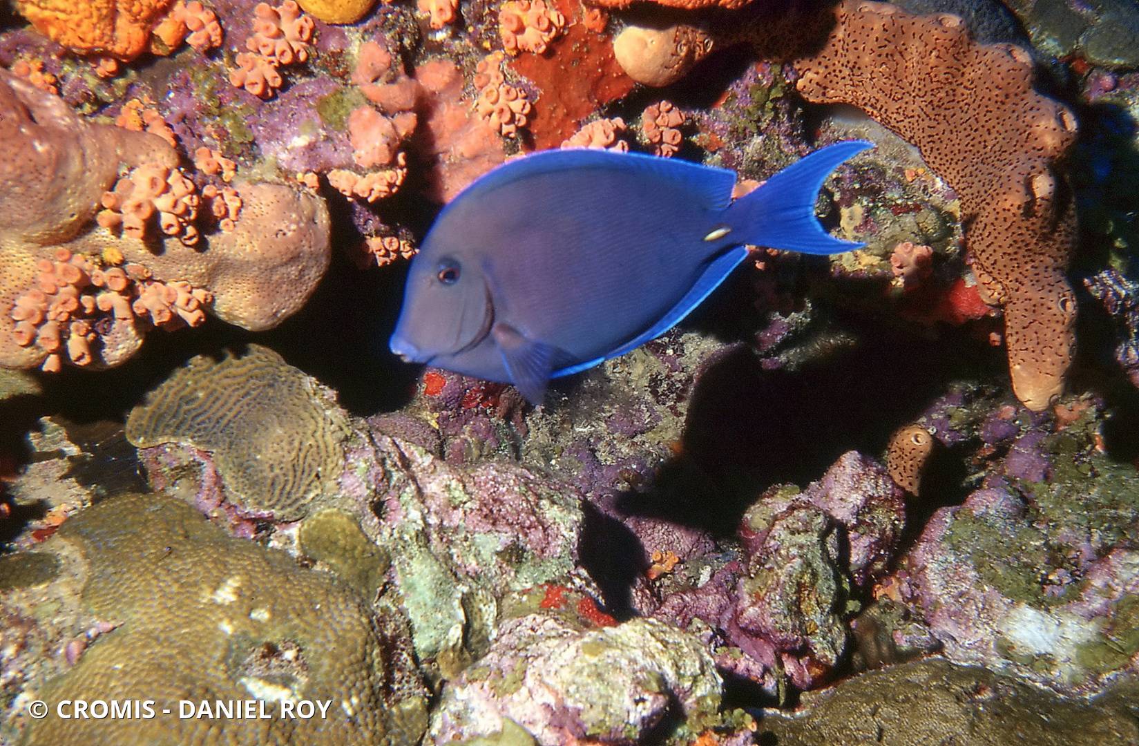 Chirurgien bleu