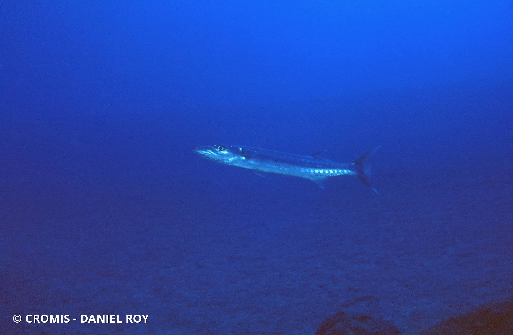 Grand barracuda